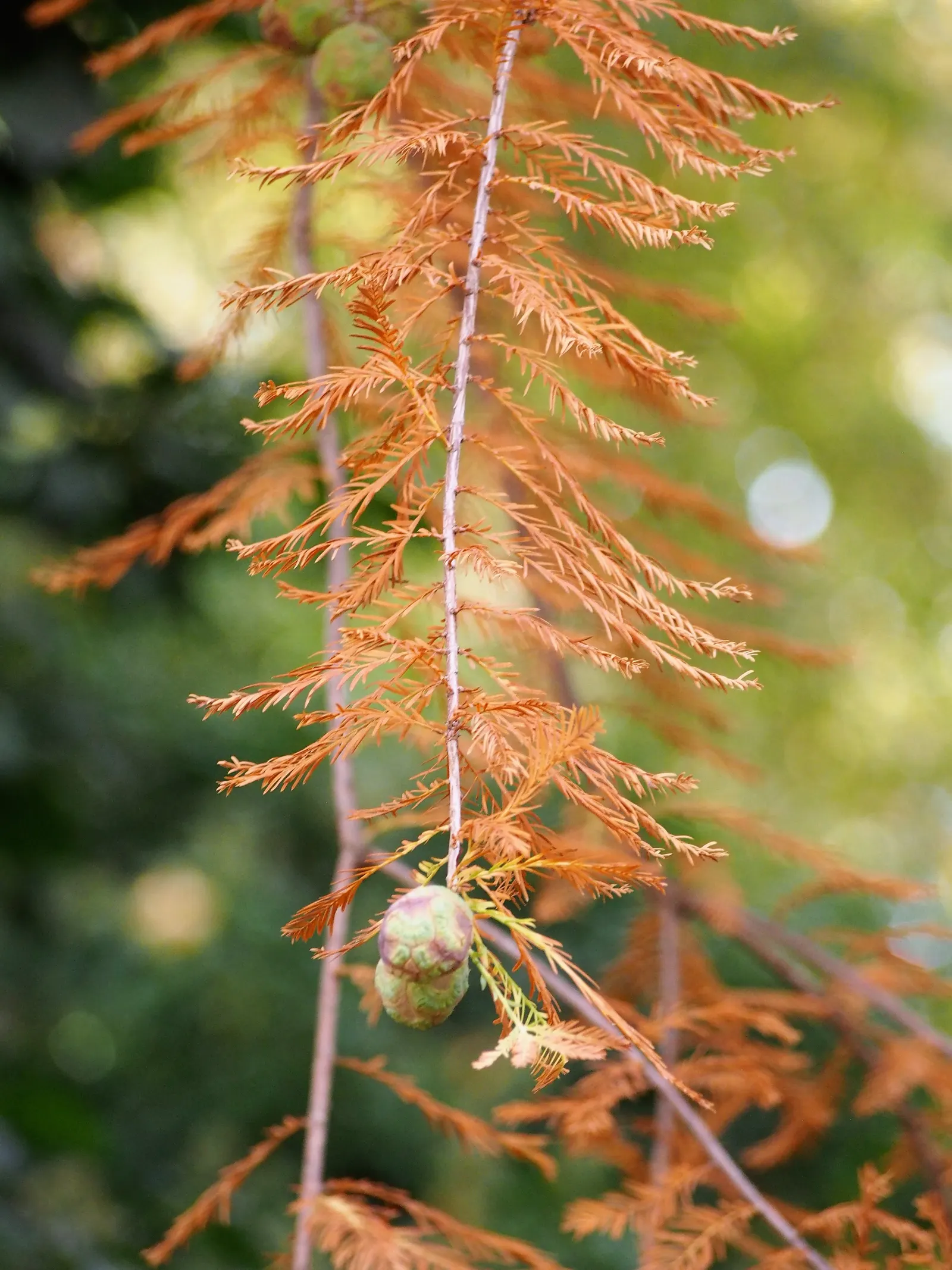 Bald Cypress (Taxodium Distichum) — and unique knobby root outgrowths called "knees." Low maintenance and adaptable