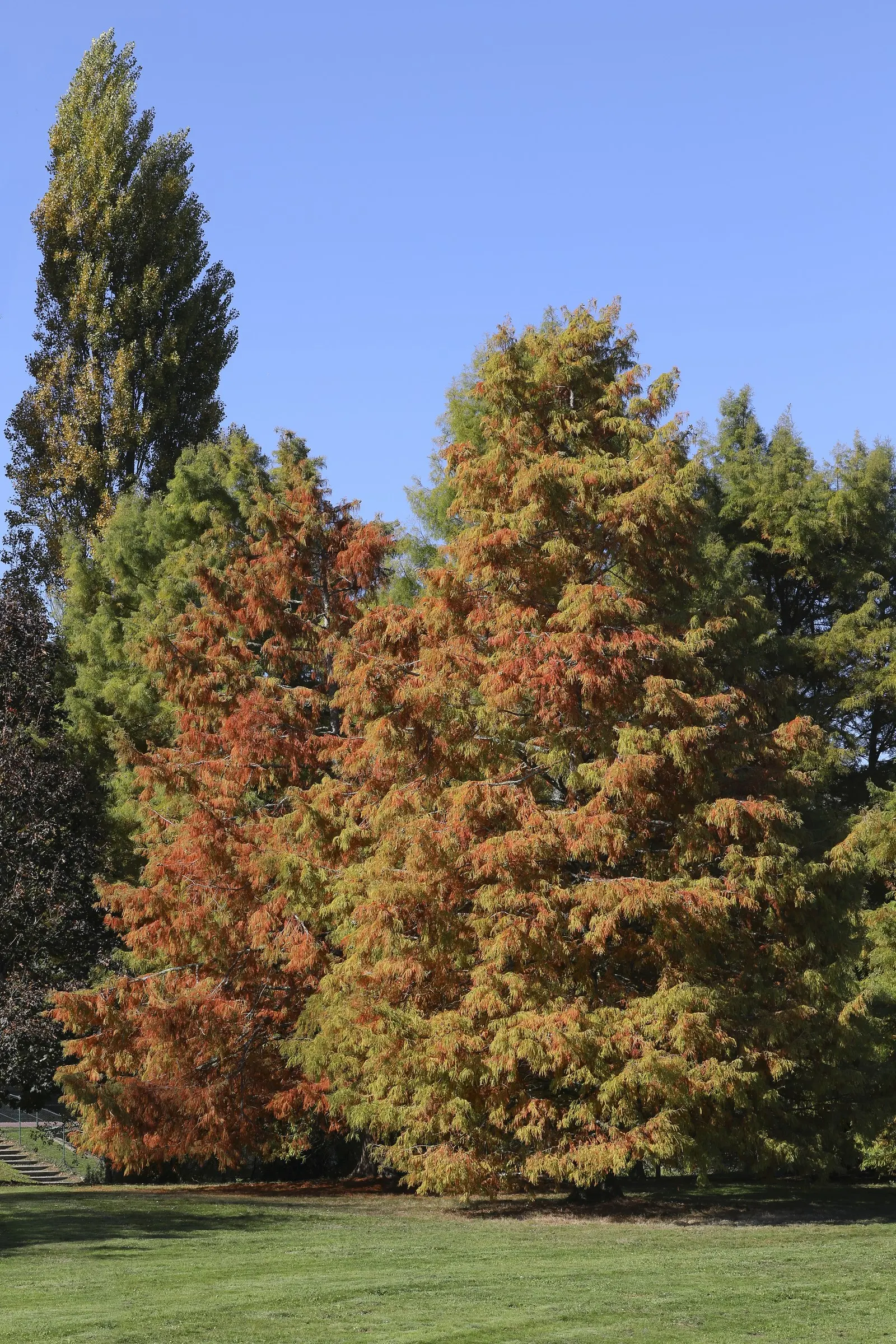 Bald Cypress (Taxodium Distichum) — creating an imposing yet graceful feature in spacious landscapes; is a captivating deciduous conifer