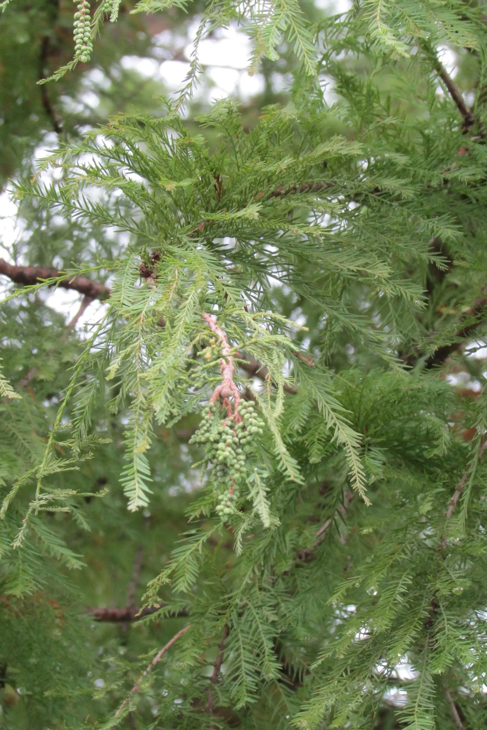 Bald Cypress (Taxodium Distichum) — this tree requires ample space to accommodate its sizable root system and full canopy; making it an exceptional, image 73
