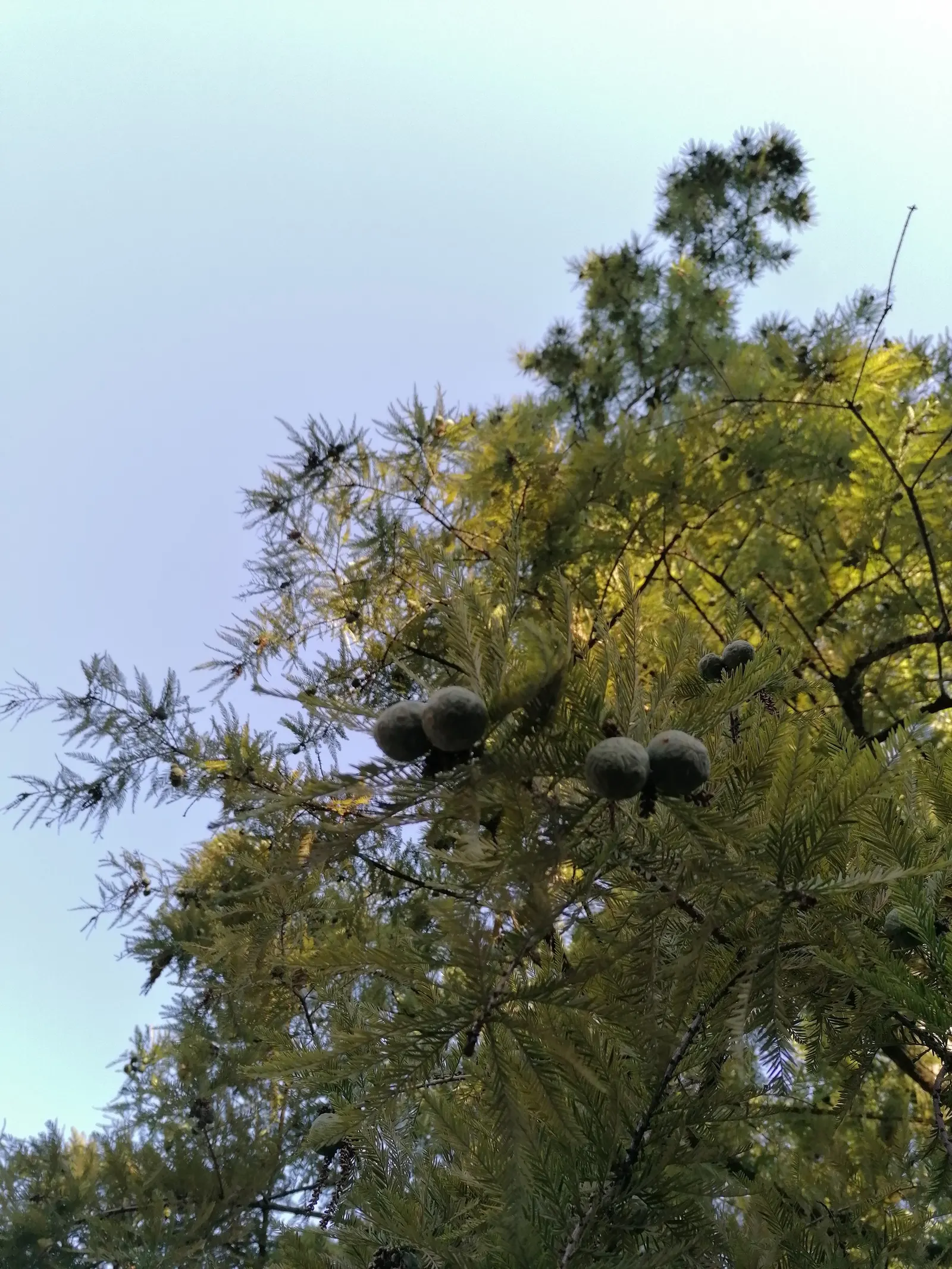 Bald Cypress (Taxodium Distichum) — With an average growth rate of 12 to 24 inches per year