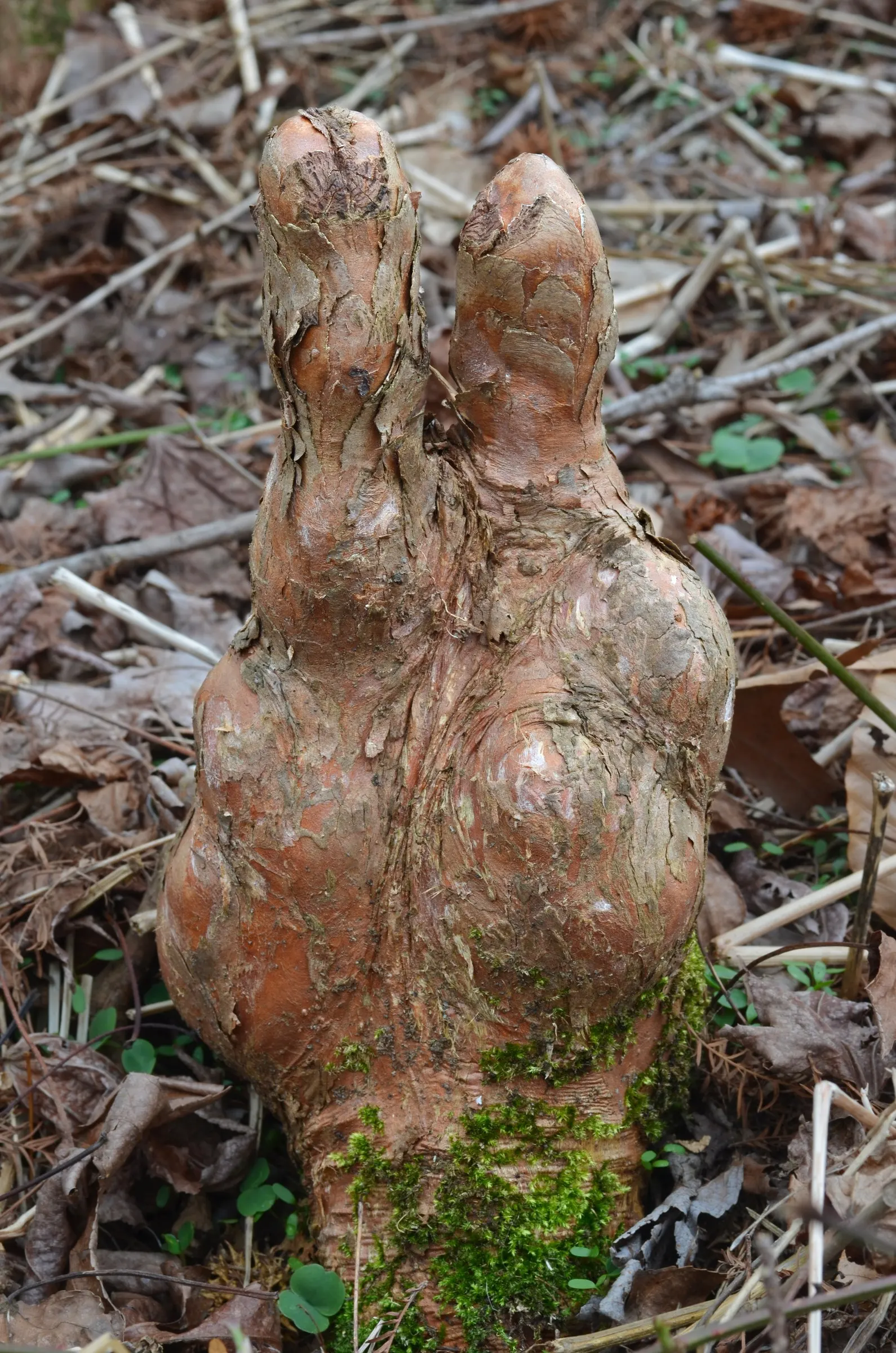 Bald Cypress (Taxodium Distichum) — reaching heights of 50-70 feet with a spread of 20-30 feet; the Bald Cypress stands tall with a straight trunk, image 40