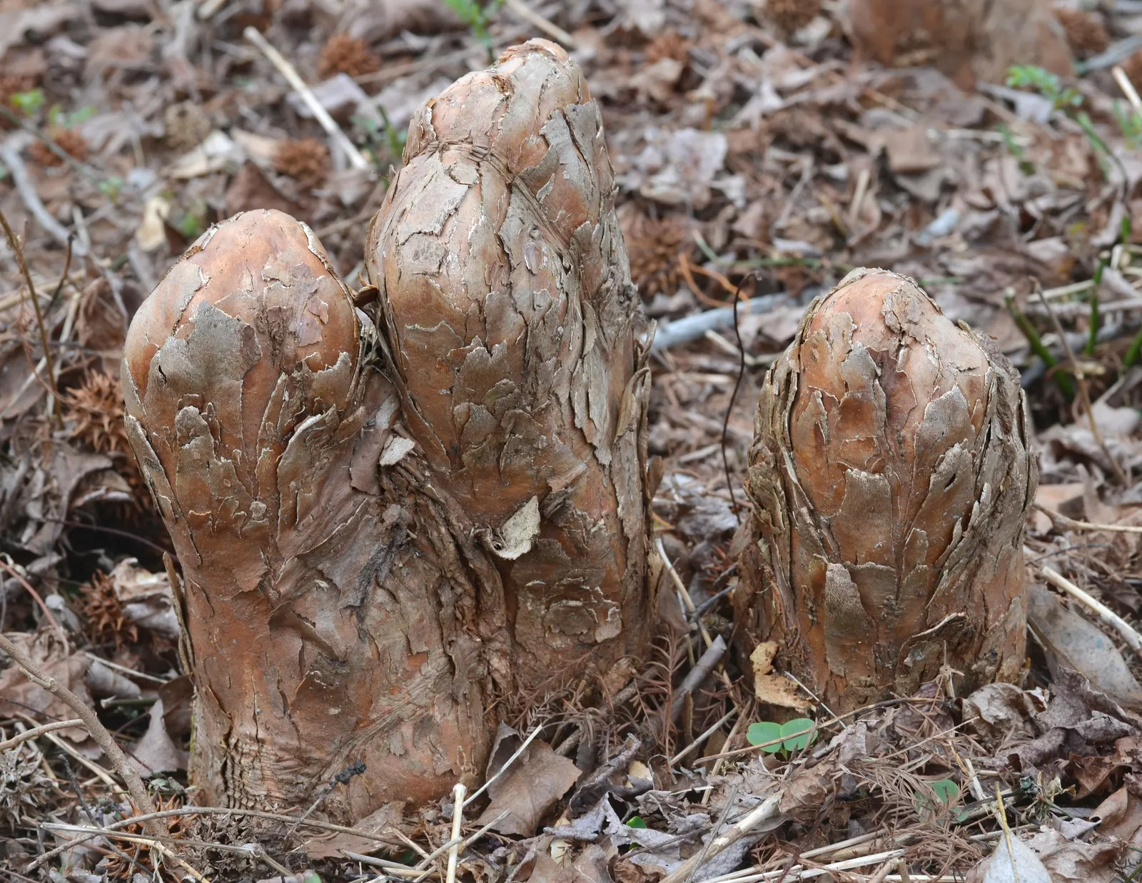 Bald Cypress (Taxodium Distichum) — from dry and sandy to wet and swampy