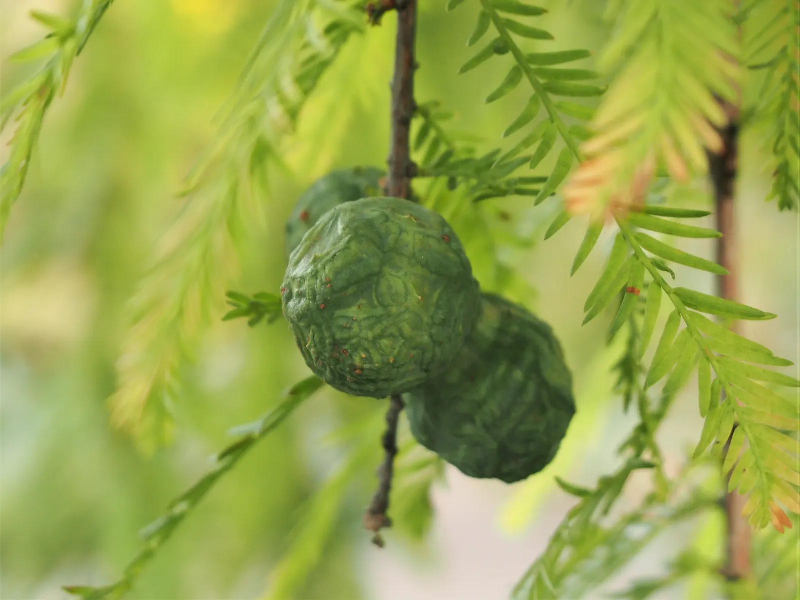 Bald Cypress (Taxodium Distichum) — feathery green needles turning russet in fall
