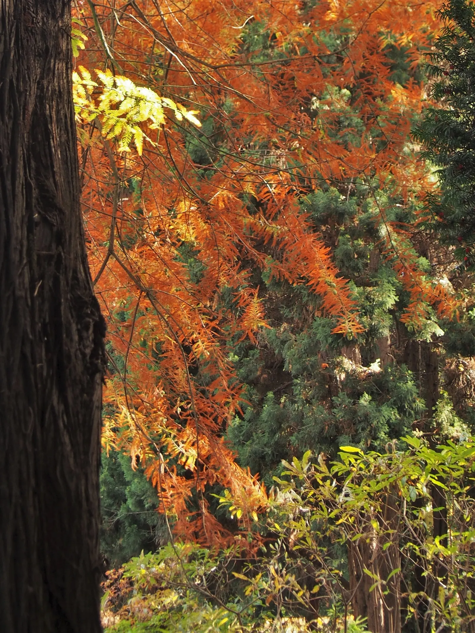 Bald Cypress (Taxodium Distichum) — the Bald Cypress stands tall with a straight trunk and a conical shape that becomes more dome-like with age, image 49