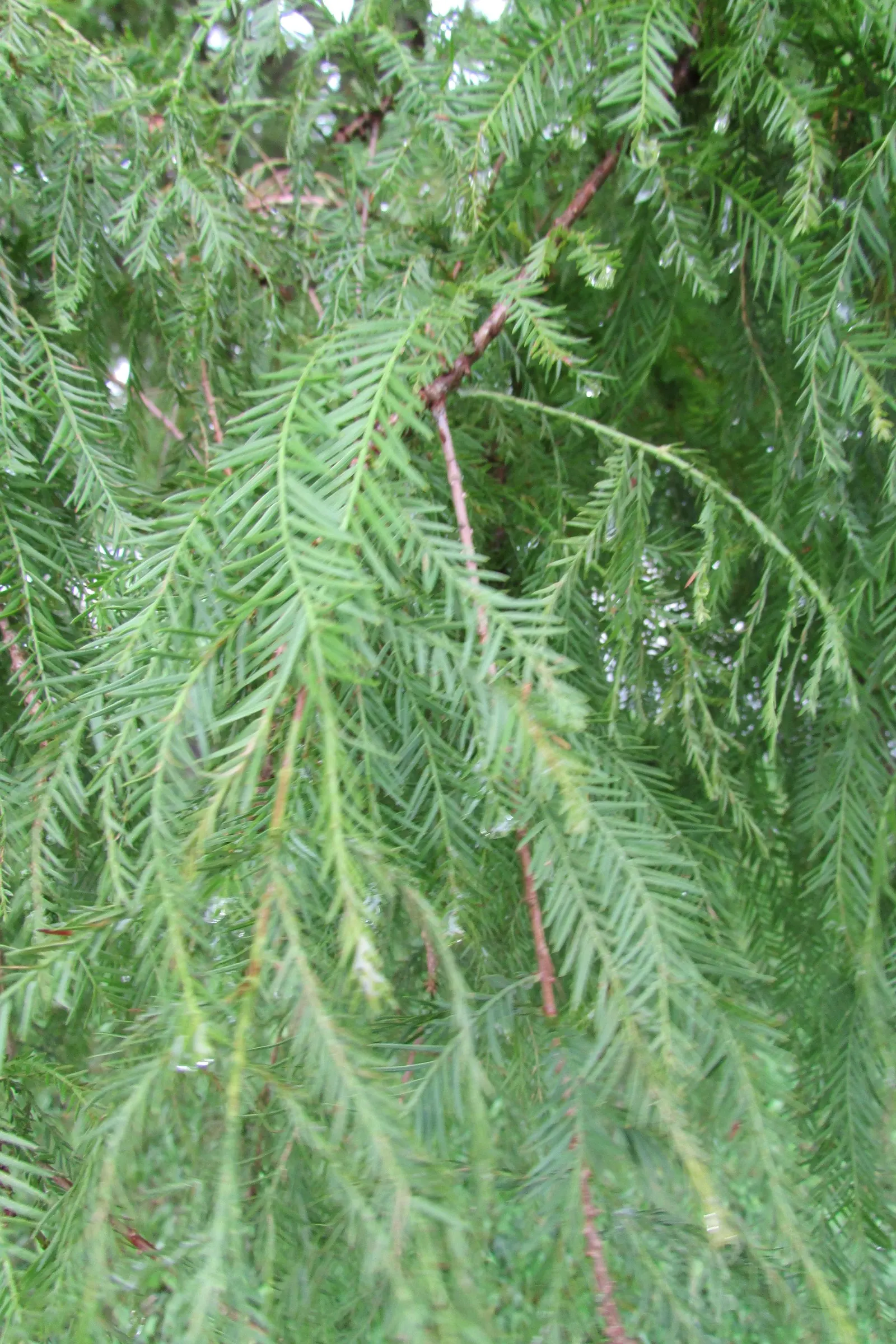 Bald Cypress (Taxodium Distichum) — is a stately deciduous conifer thriving in wet conditions; feathery green needles turning russet in fall, image 58
