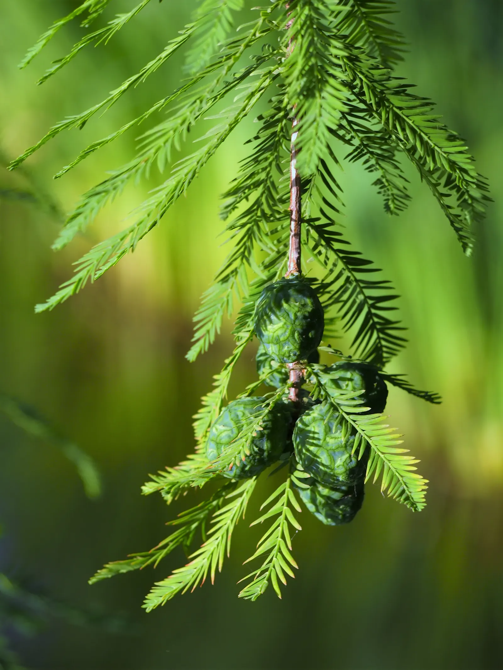 Bald Cypress (Taxodium Distichum) — feather-like foliage presents a vibrant green hue during the growing season; and unique knobby root outgrowths, image 50
