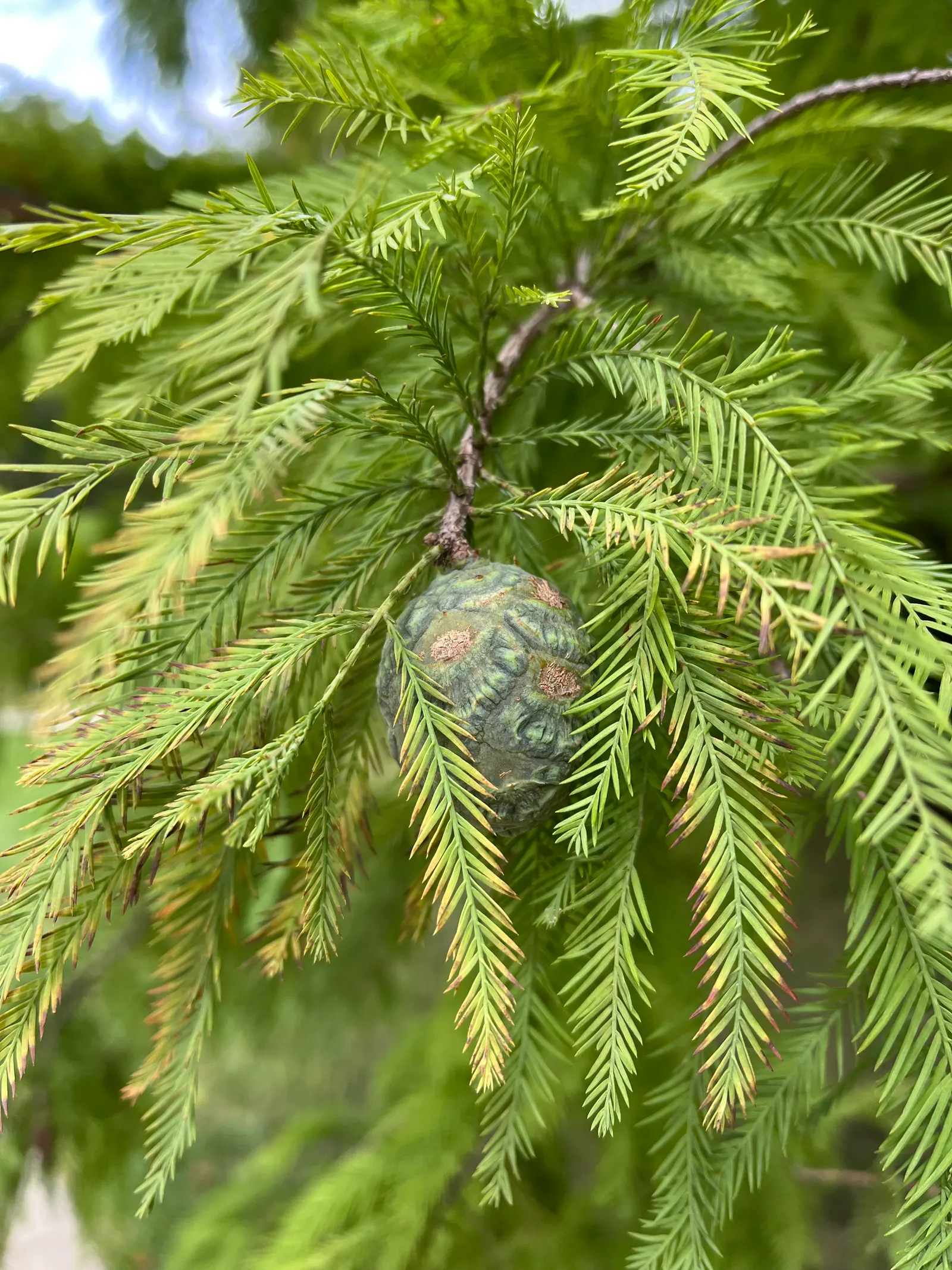 Bald Cypress (Taxodium Distichum) — the Bald Cypress makes a long-lasting; renowned for its distinct growth habits and enviable adaptability, image 75
