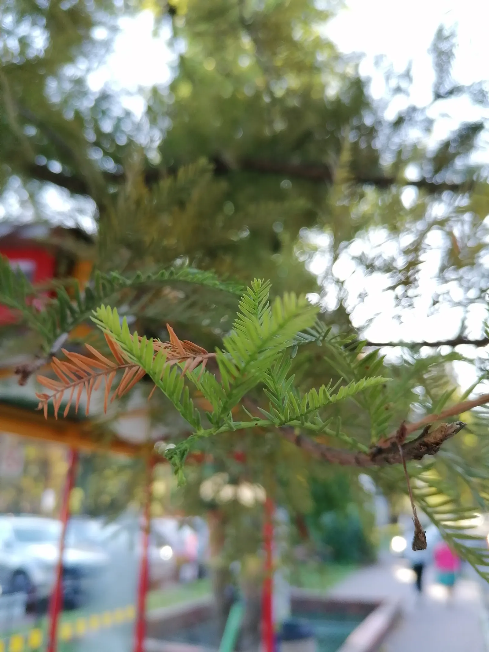 Bald Cypress (Taxodium Distichum) — is a stately deciduous conifer thriving in wet conditions; feathery green needles turning russet in fall, image 96