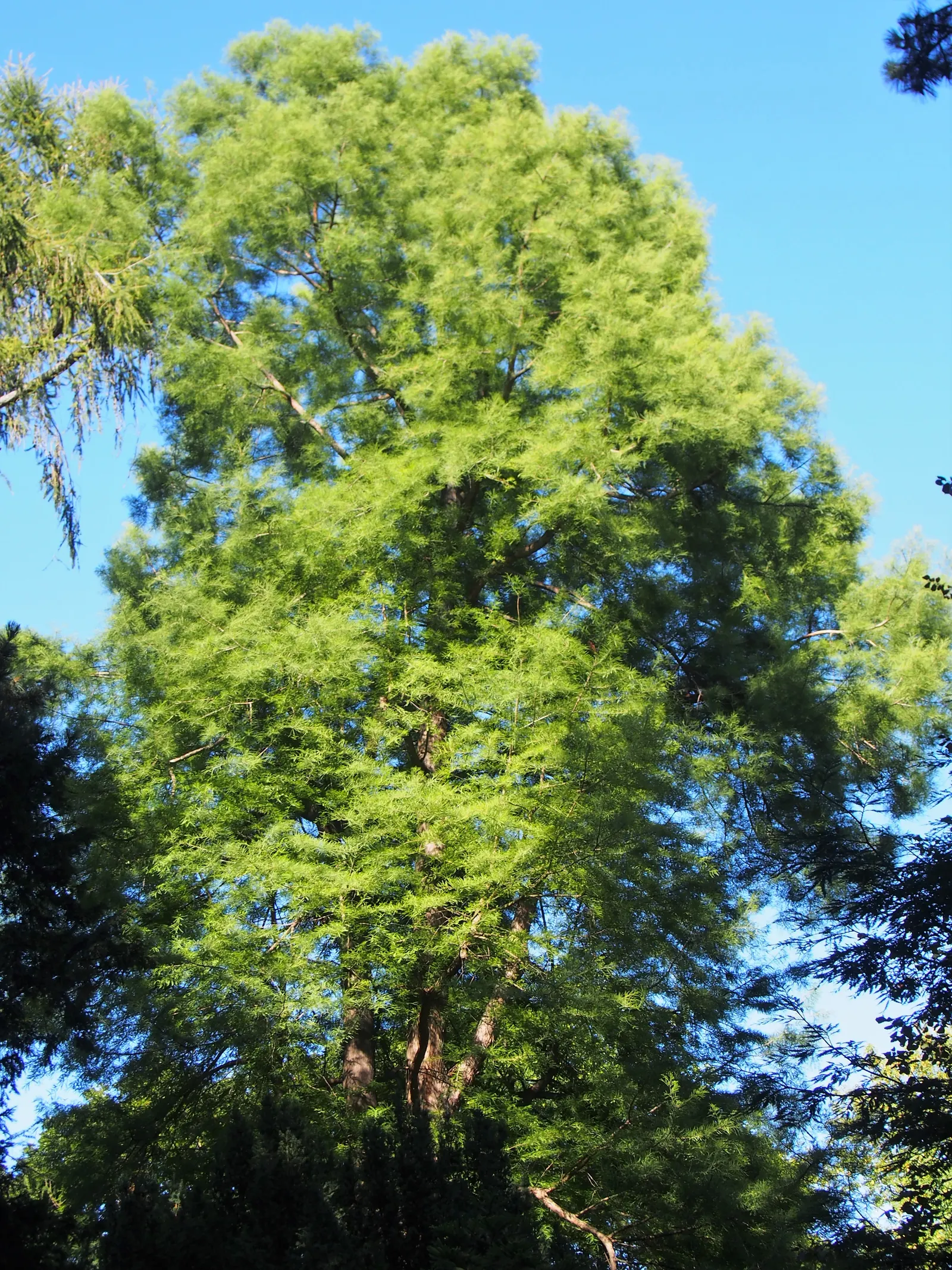 Bald Cypress (Taxodium Distichum) — it enjoys full sun and provides excellent habitat value; is a stately deciduous conifer thriving in wet, image 82