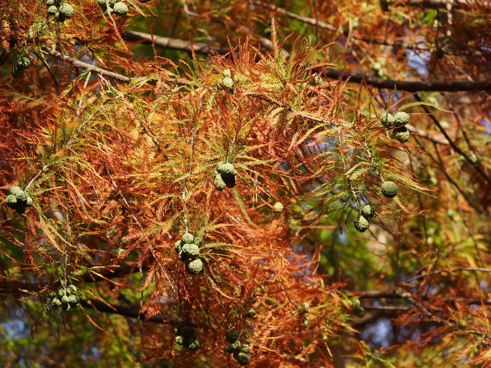 Bald Cypress (Taxodium Distichum) — the Bald Cypress stands tall with a straight trunk and a conical shape that becomes more dome-like with age, image 68