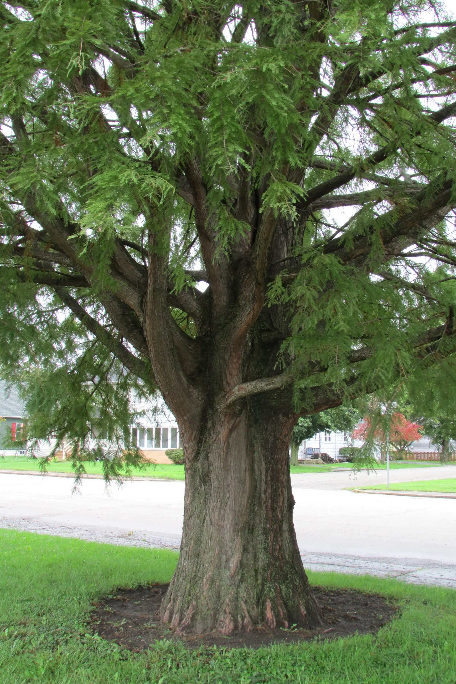 Bald Cypress (Taxodium Distichum) — creating an imposing yet graceful feature in spacious landscapes; is a captivating deciduous conifer, image 64