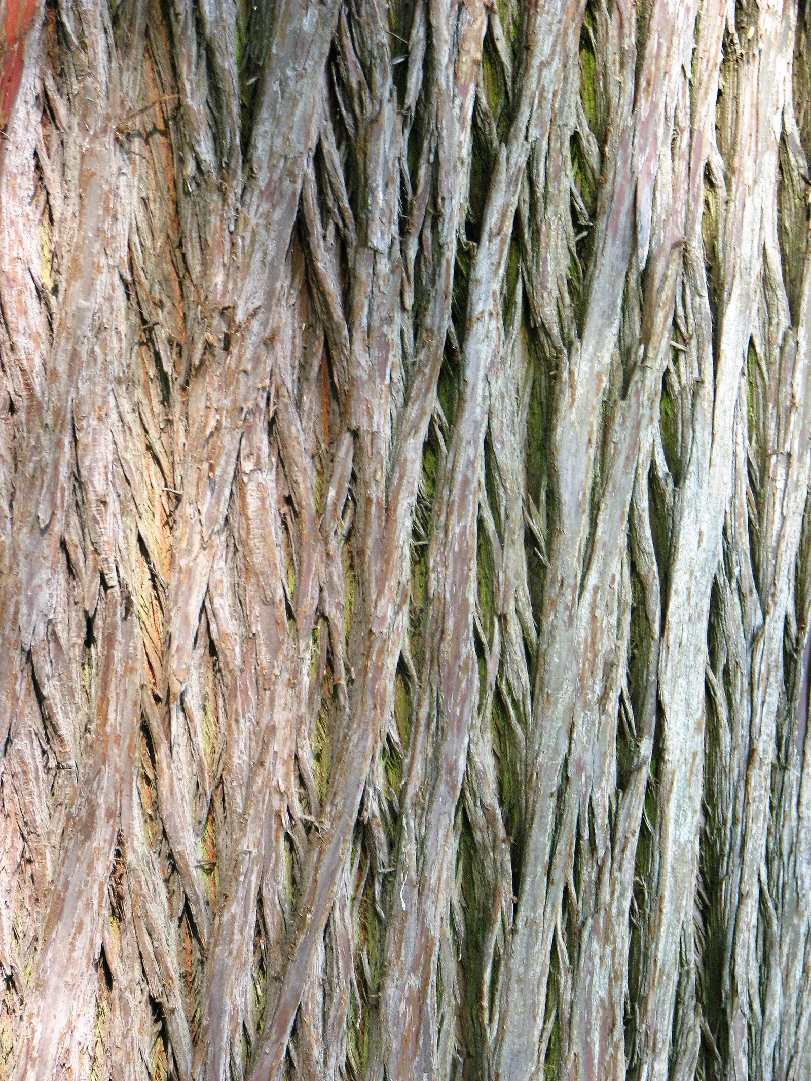Bald Cypress (Taxodium Distichum) — This resilience includes its adaptability to flooding and waterlogged conditions; creating an imposing yet, image 72