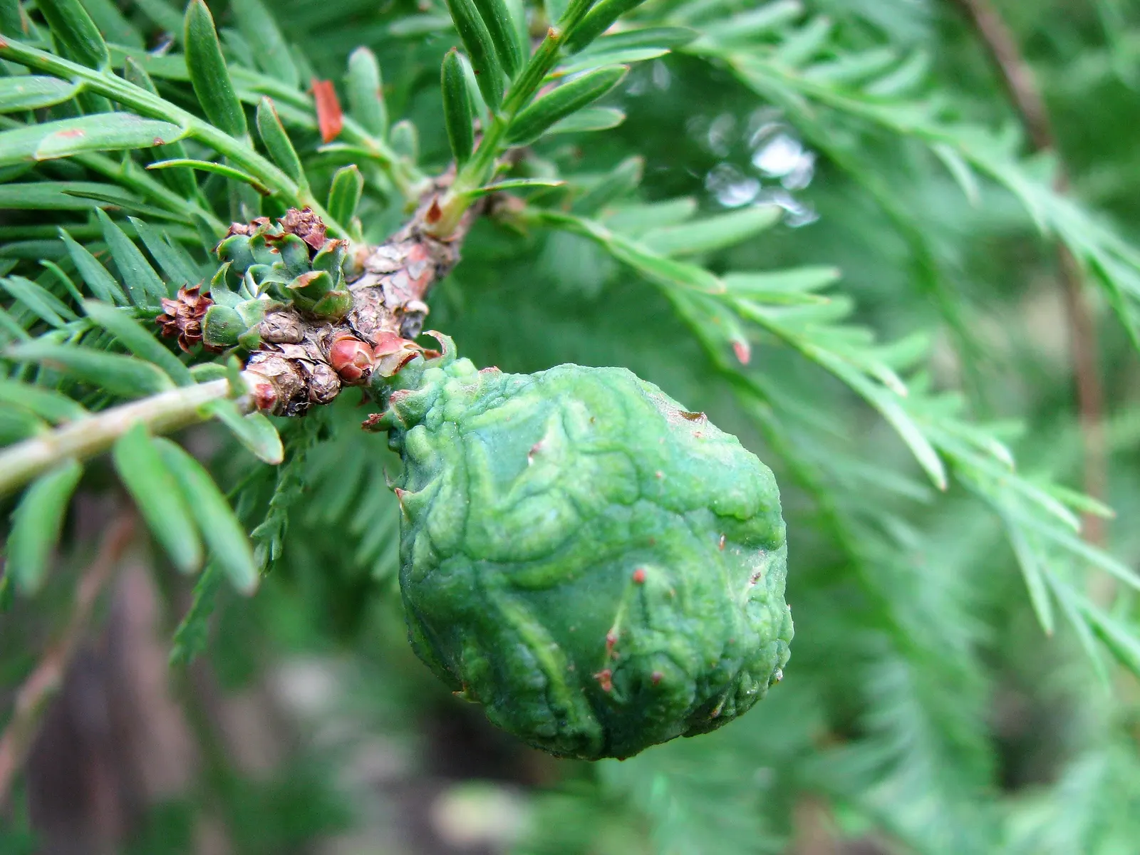 Bald Cypress (Taxodium Distichum) — With an average growth rate of 12 to 24 inches per year; reaching heights of 50-70 feet with a spread of 20-30 feet