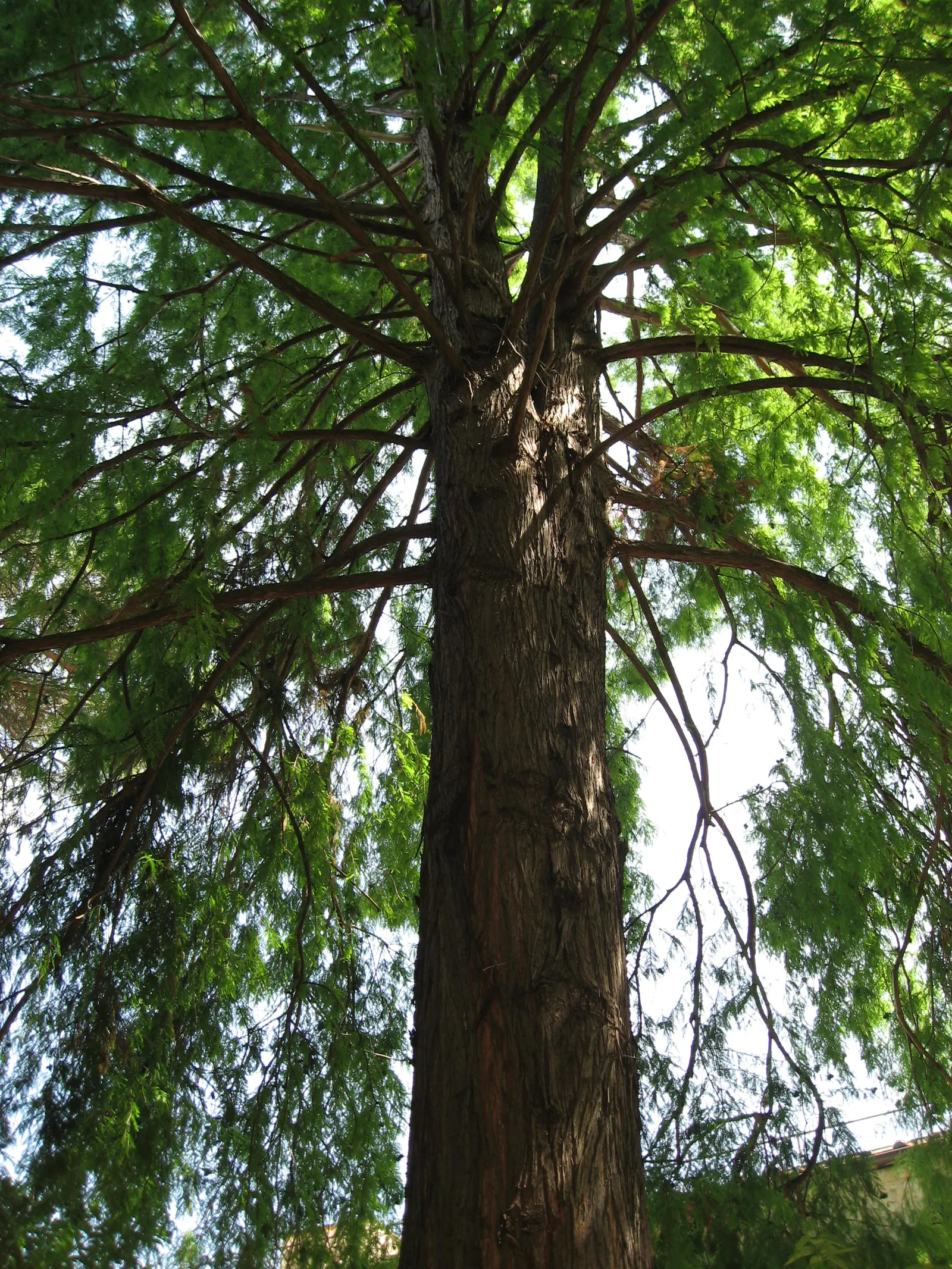 Bald Cypress (Taxodium Distichum) — this tree requires ample space to accommodate its sizable root system and full canopy; making it an exceptional, image 92