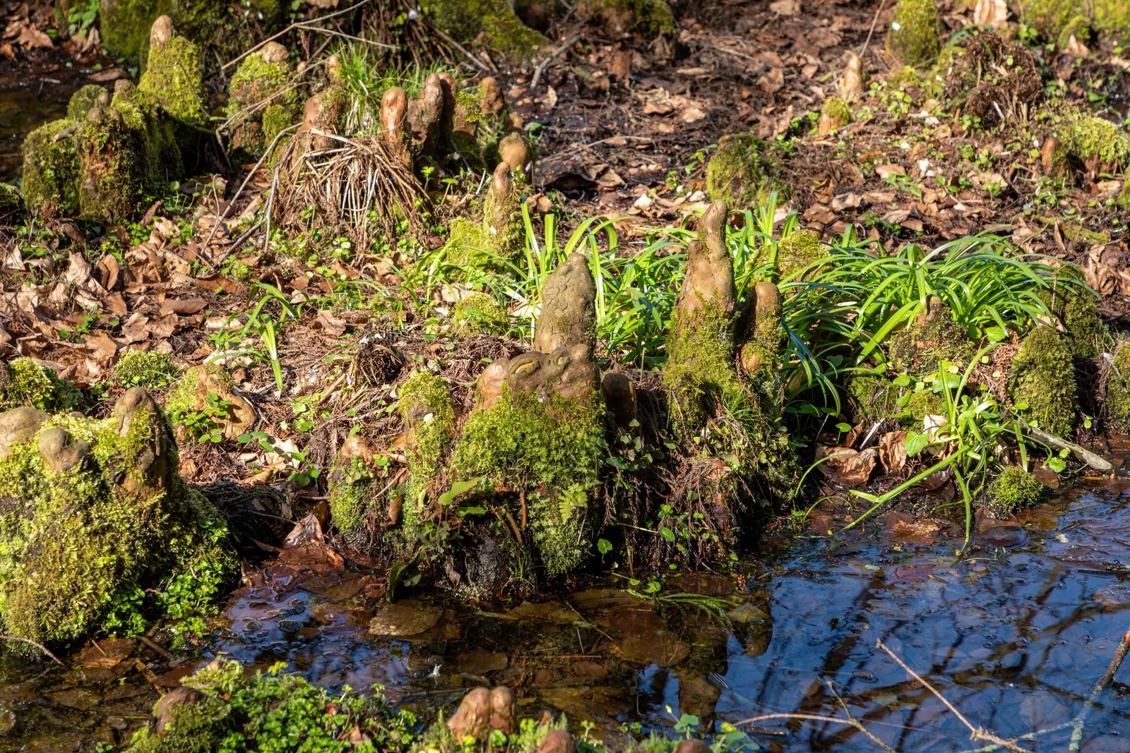 Bald Cypress (Taxodium Distichum) — This resilience includes its adaptability to flooding and waterlogged conditions; creating an imposing yet graceful feature