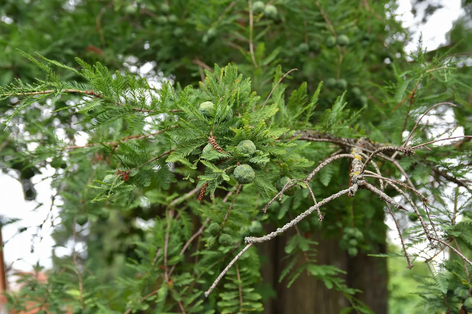 Bald Cypress (Taxodium Distichum) — and unique knobby root outgrowths called "knees." Low maintenance and adaptable; from dry and sandy to wet and, image 81