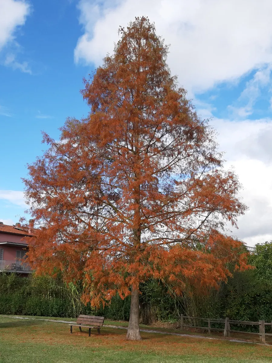 Bald Cypress (Taxodium Distichum) — conifer / tree for full; this tree requires ample space to accommodate its sizable root system and full canopy, image 95