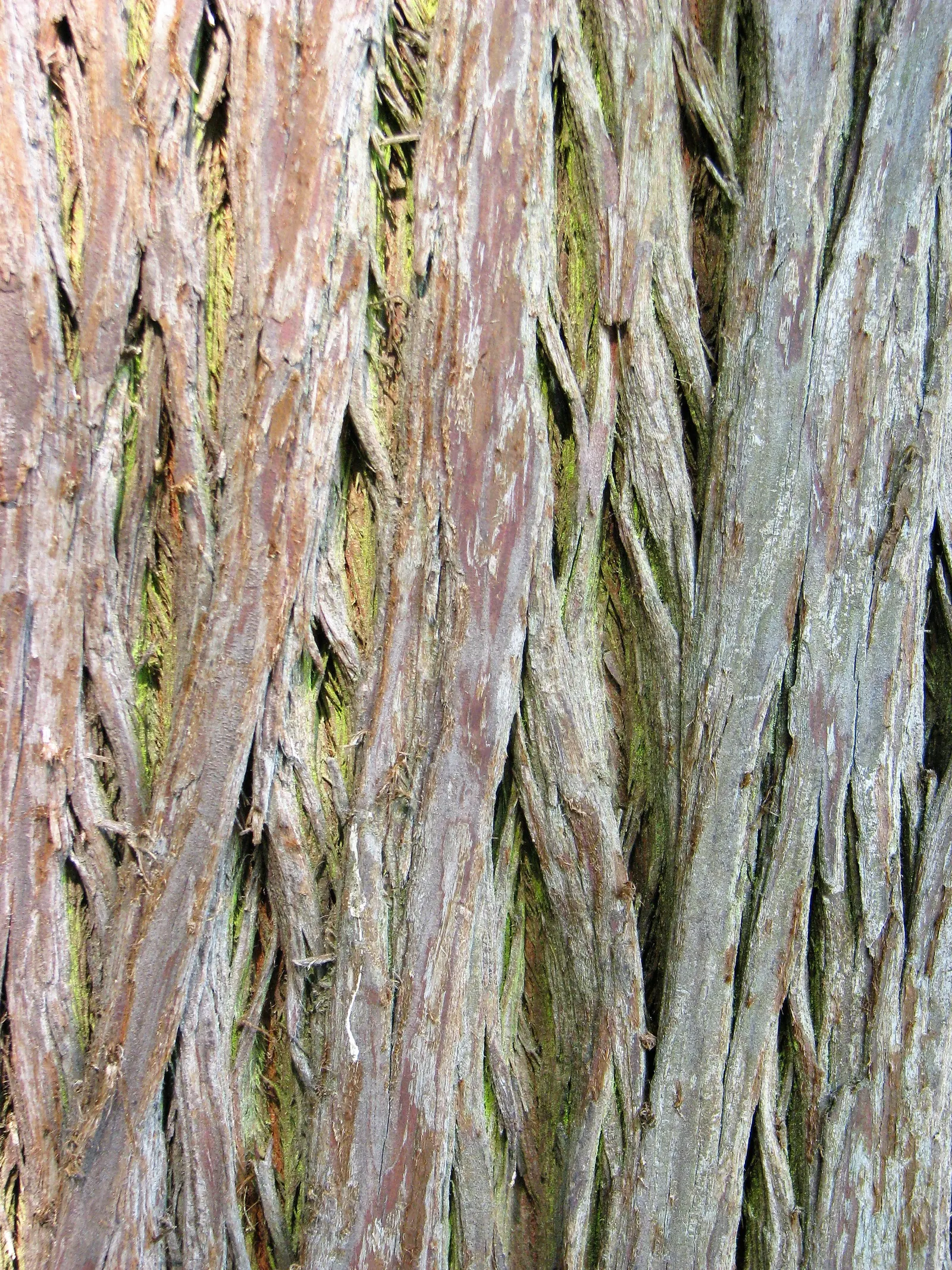 Bald Cypress (Taxodium Distichum) — from dry and sandy to wet and swampy; feather-like foliage presents a vibrant green hue during the growing, image 89