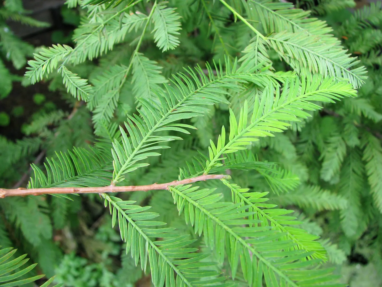 Bald Cypress (Taxodium Distichum) — conifer / tree for full; this tree requires ample space to accommodate its sizable root system and full canopy, image 57