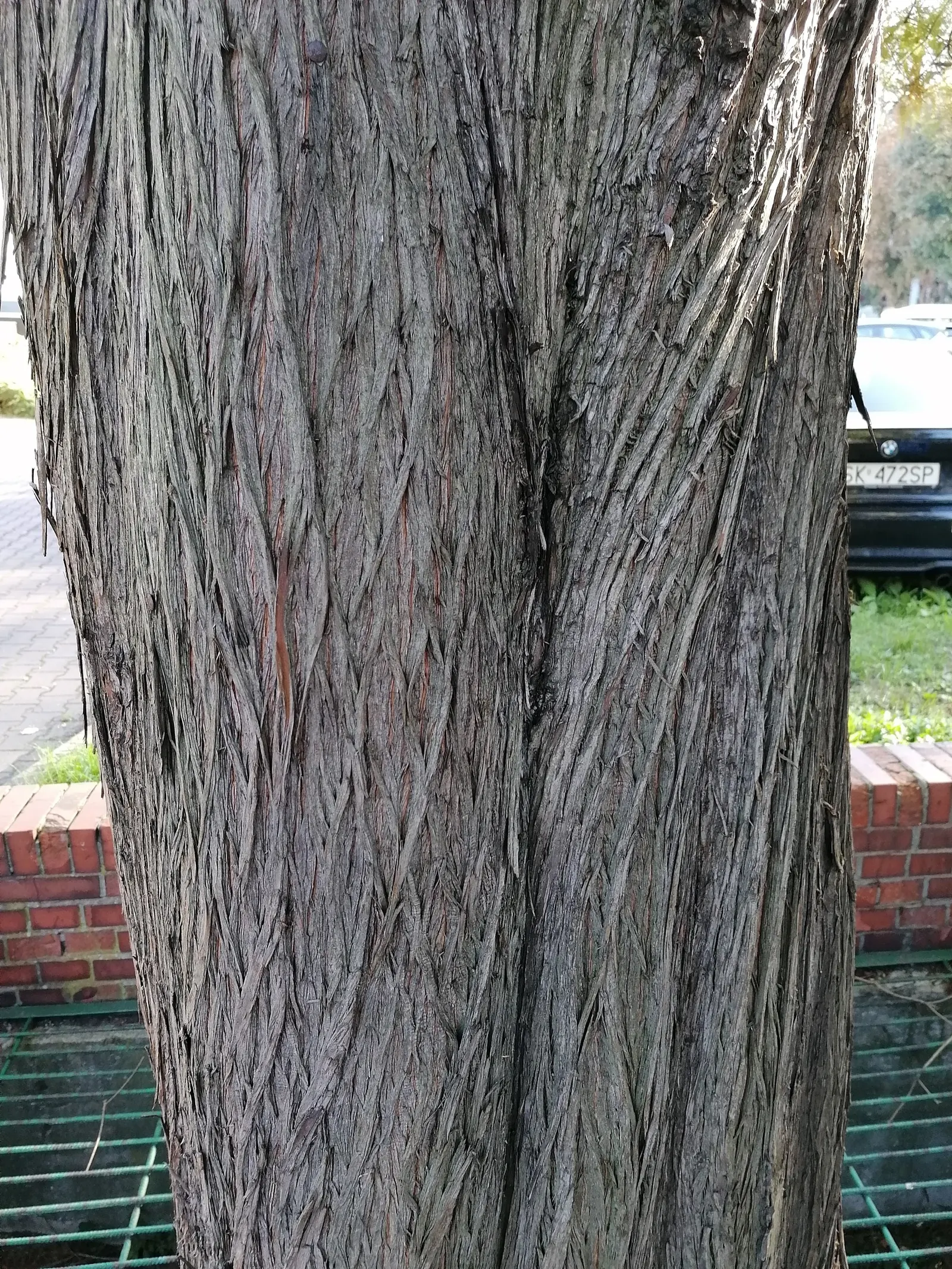 Bald Cypress (Taxodium Distichum) — the Bald Cypress stands tall with a straight trunk and a conical shape that becomes more dome-like with age, image 87