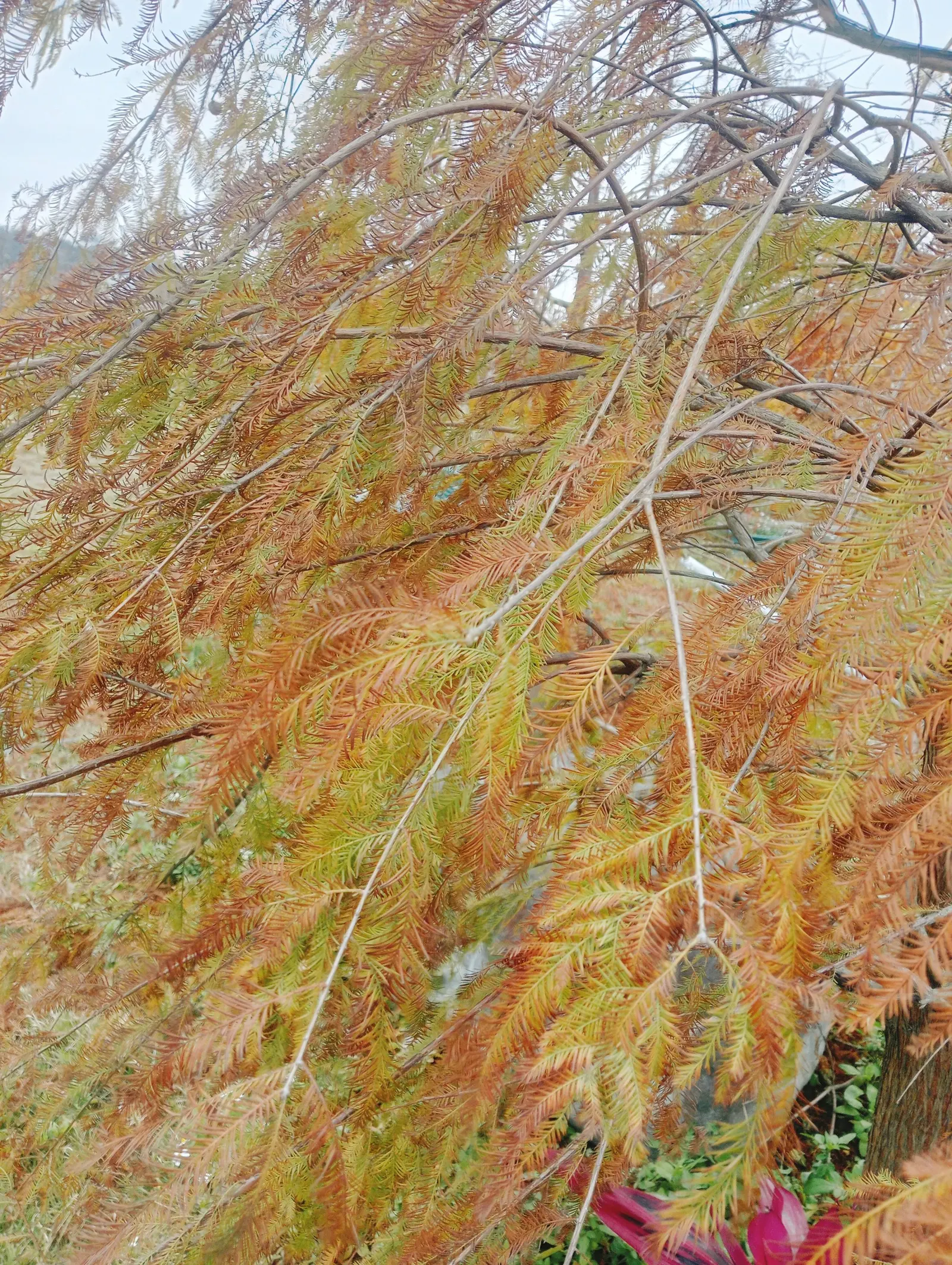 Bald Cypress (Taxodium Distichum) — from dry and sandy to wet and swampy; feather-like foliage presents a vibrant green hue during the growing season
