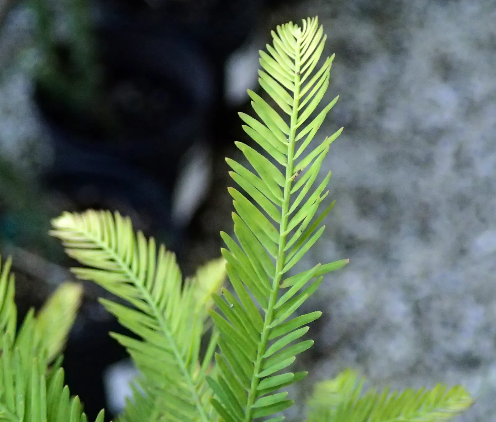 Bald Cypress (Taxodium Distichum) — This resilience includes its adaptability to flooding and waterlogged conditions
