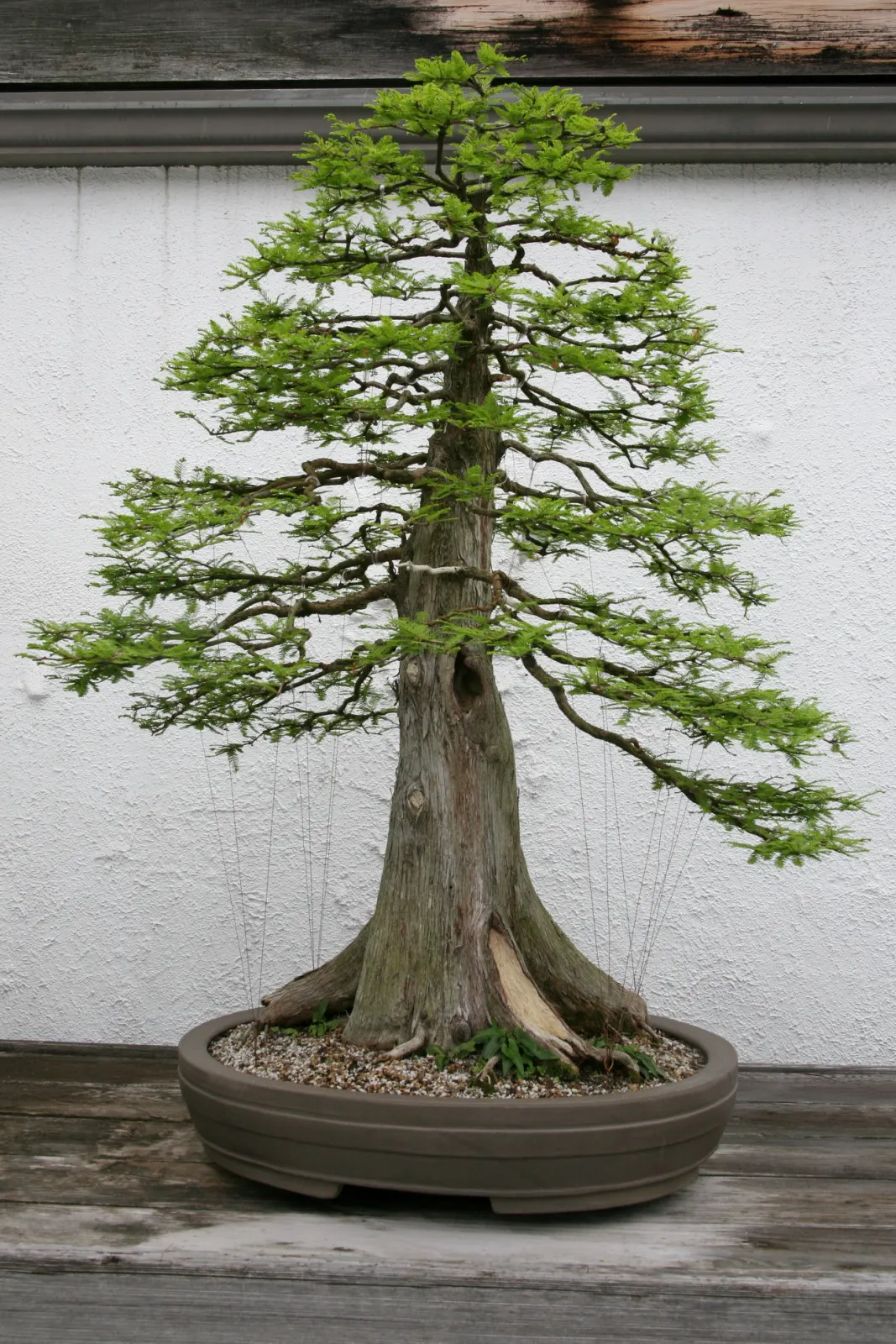 Bald Cypress (Taxodium Distichum) — it enjoys full sun and provides excellent habitat value; is a stately deciduous conifer thriving in wet, image 63