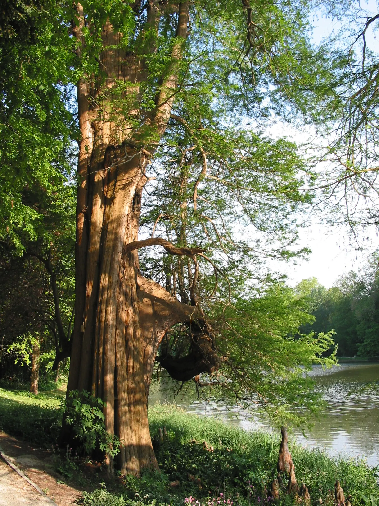 Bald Cypress (Taxodium Distichum) — is a captivating deciduous conifer; this resilience includes its adaptability to flooding and waterlogged, image 84