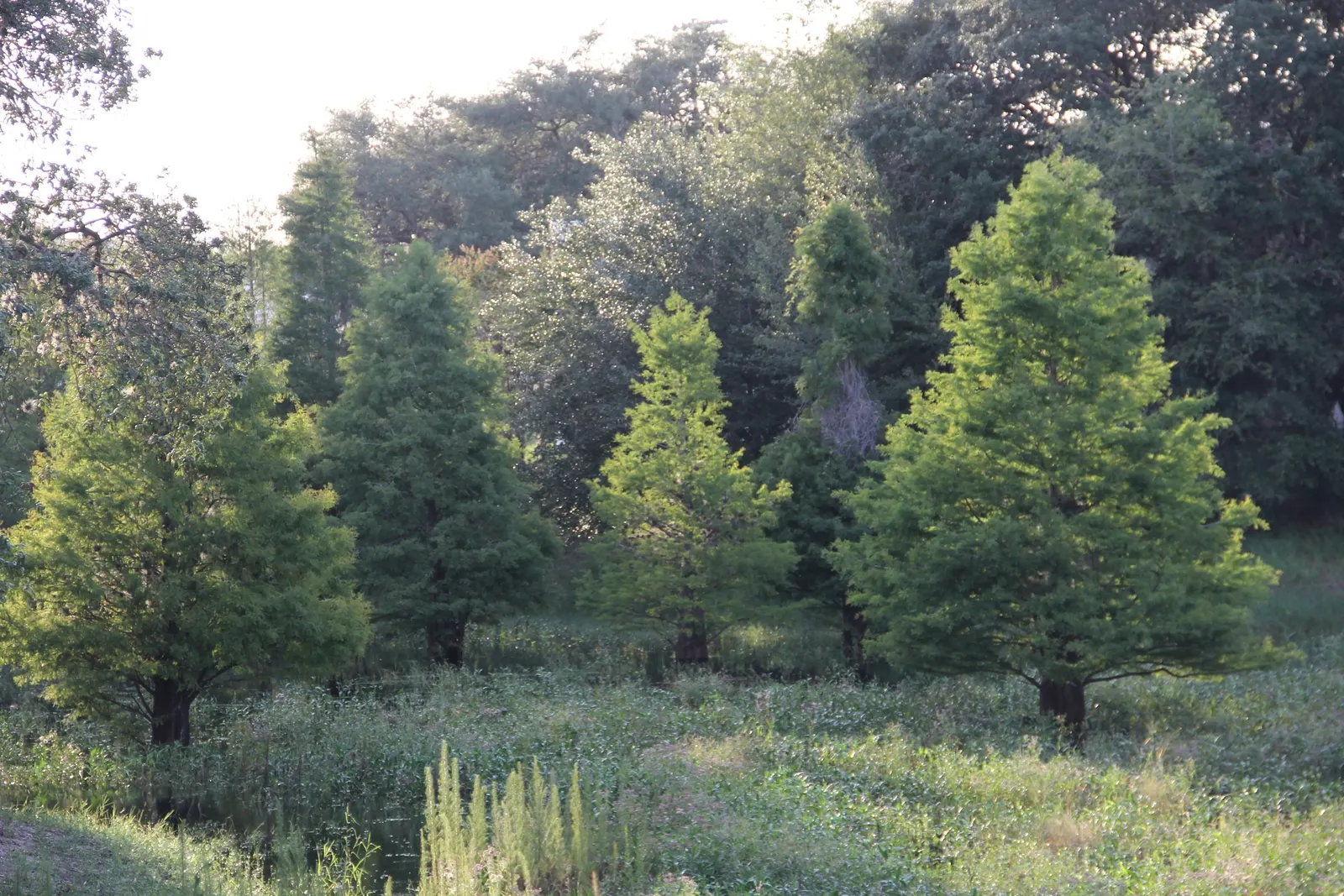 Bald Cypress (Taxodium Distichum) — the Bald Cypress makes a long-lasting; renowned for its distinct growth habits and enviable adaptability, image 56