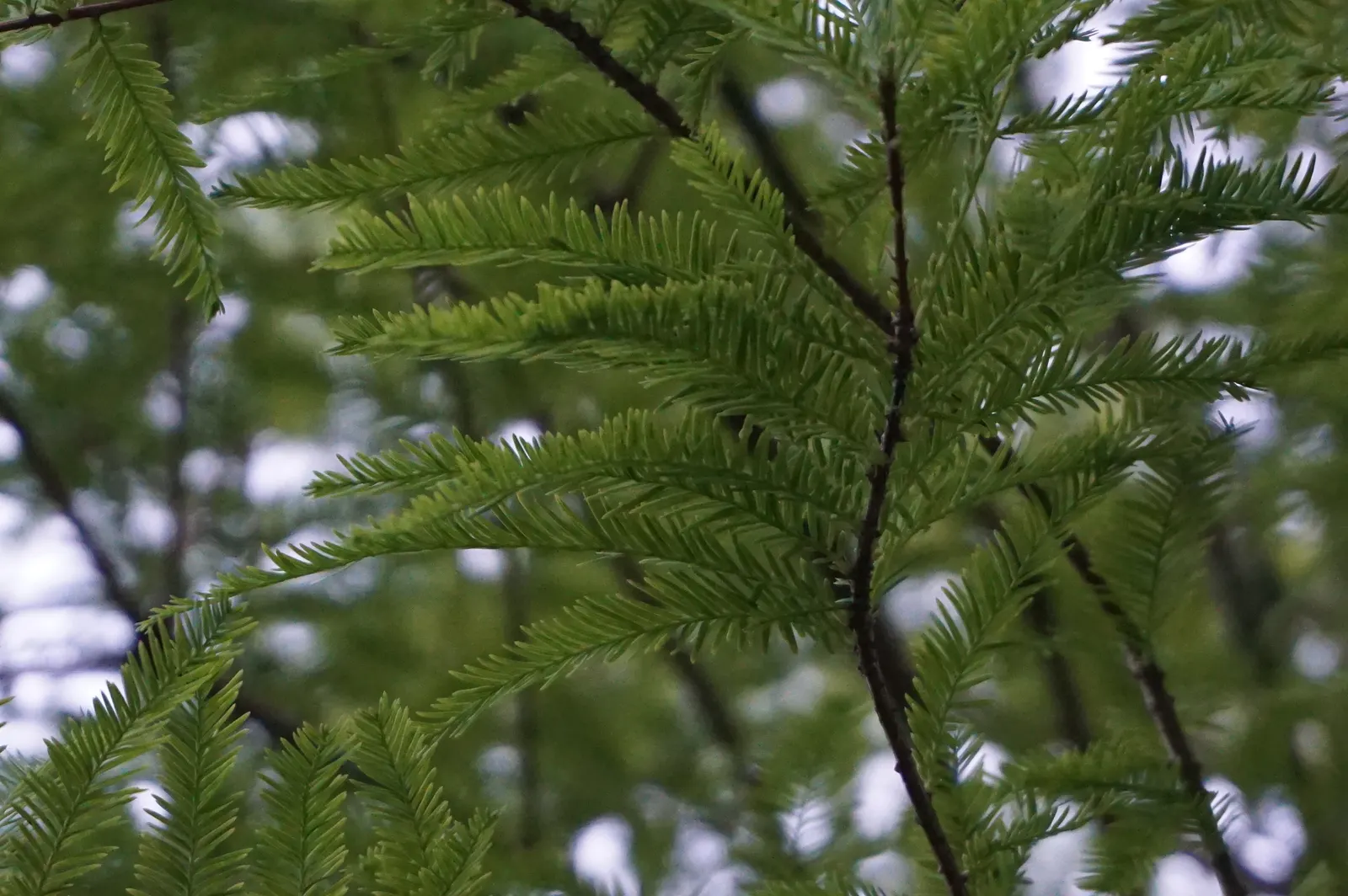 Bald Cypress (Taxodium Distichum) — It is known for its pyramidal shape; the Bald Cypress makes a long-lasting, image 79