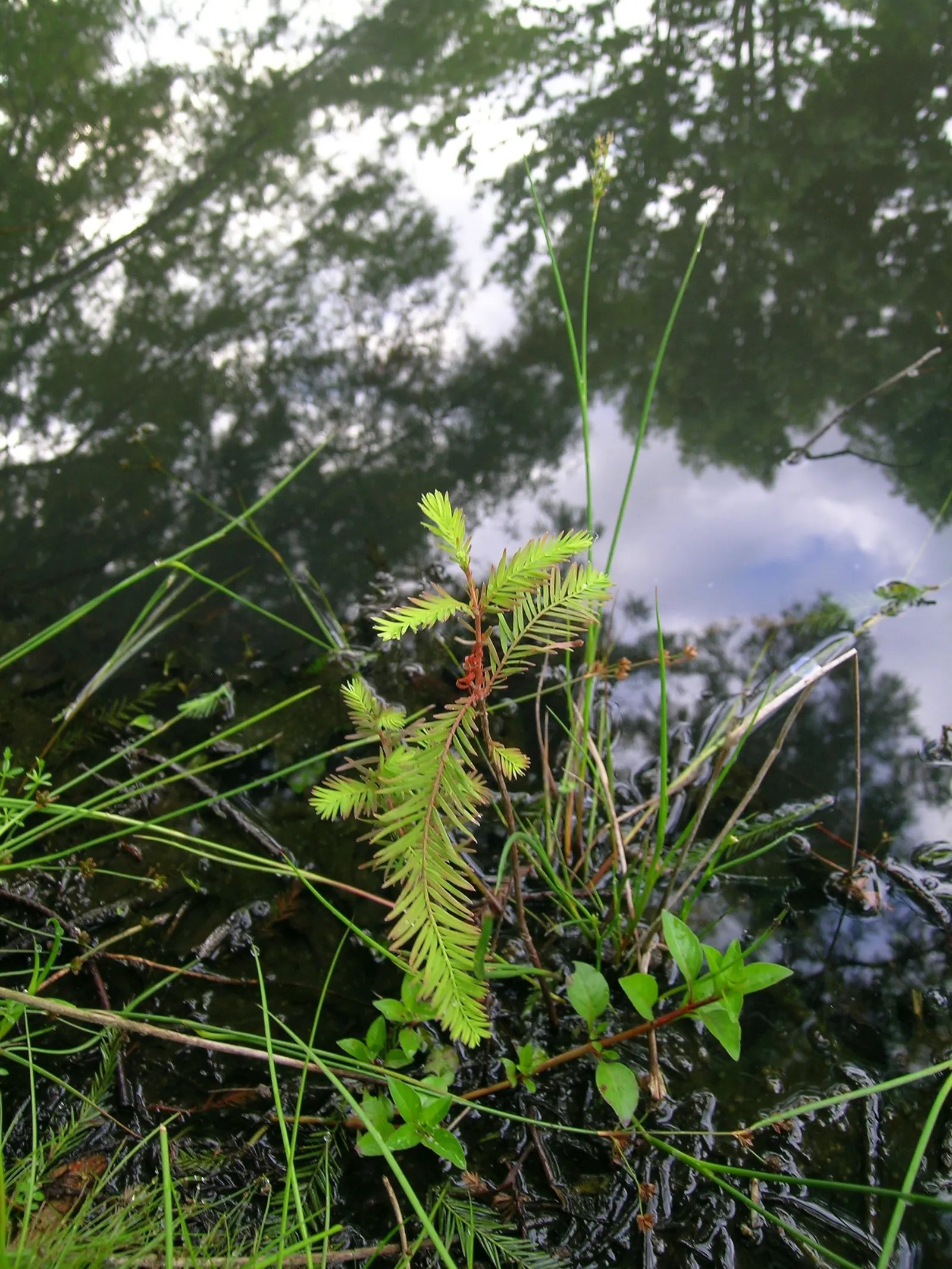 Bald Cypress (Taxodium Distichum) — it enjoys full sun and provides excellent habitat value; is a stately deciduous conifer thriving in wet conditions
