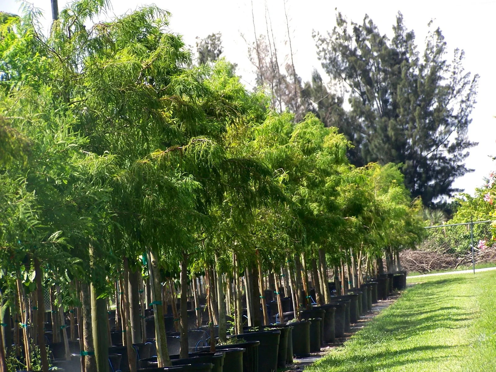 Bald Cypress (Taxodium Distichum) — This resilience includes its adaptability to flooding and waterlogged conditions; creating an imposing yet, image 91
