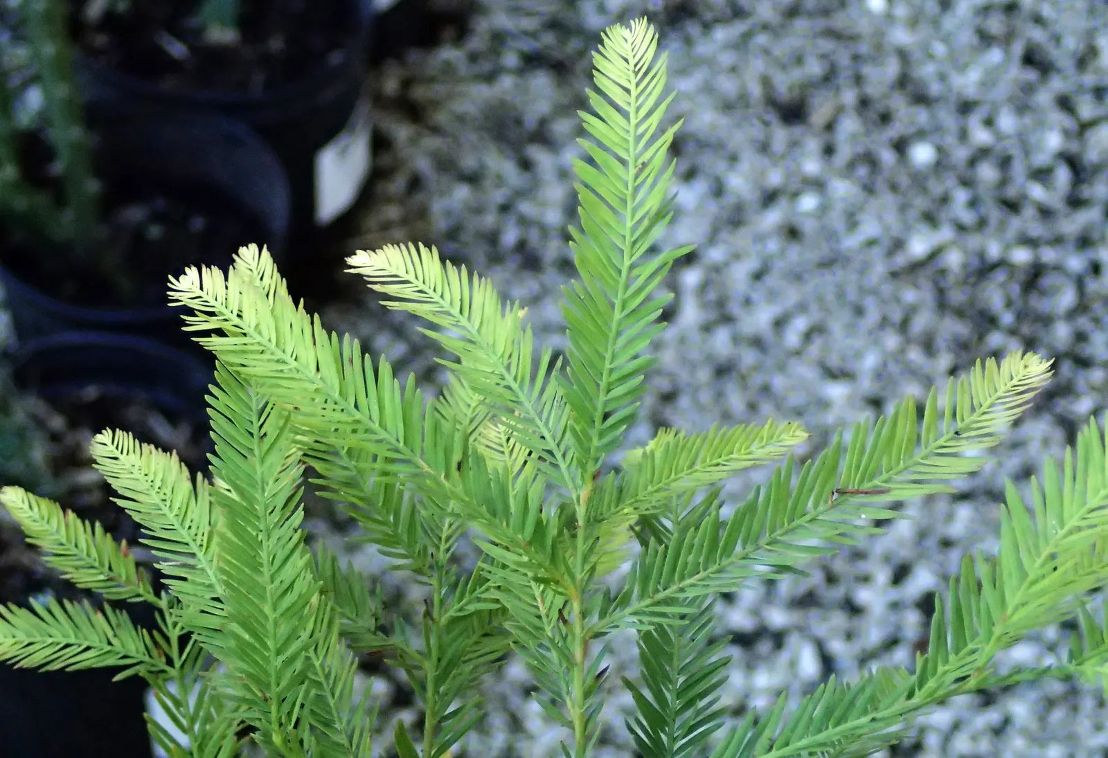 Bald Cypress (Taxodium Distichum) — feathery green needles turning russet in fall; it enjoys full sun and provides excellent habitat value, image 80