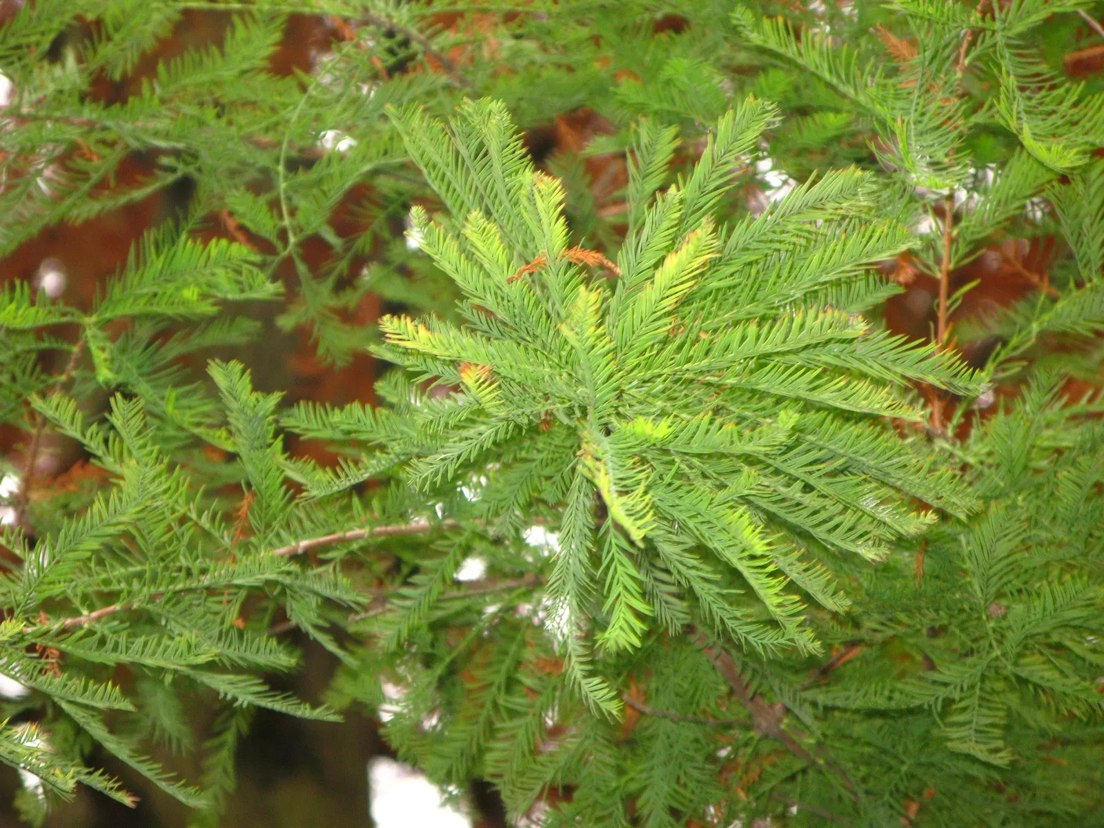 Bald Cypress (Taxodium Distichum) — renowned for its distinct growth habits and enviable adaptability; it is known for its pyramidal shape, image 85