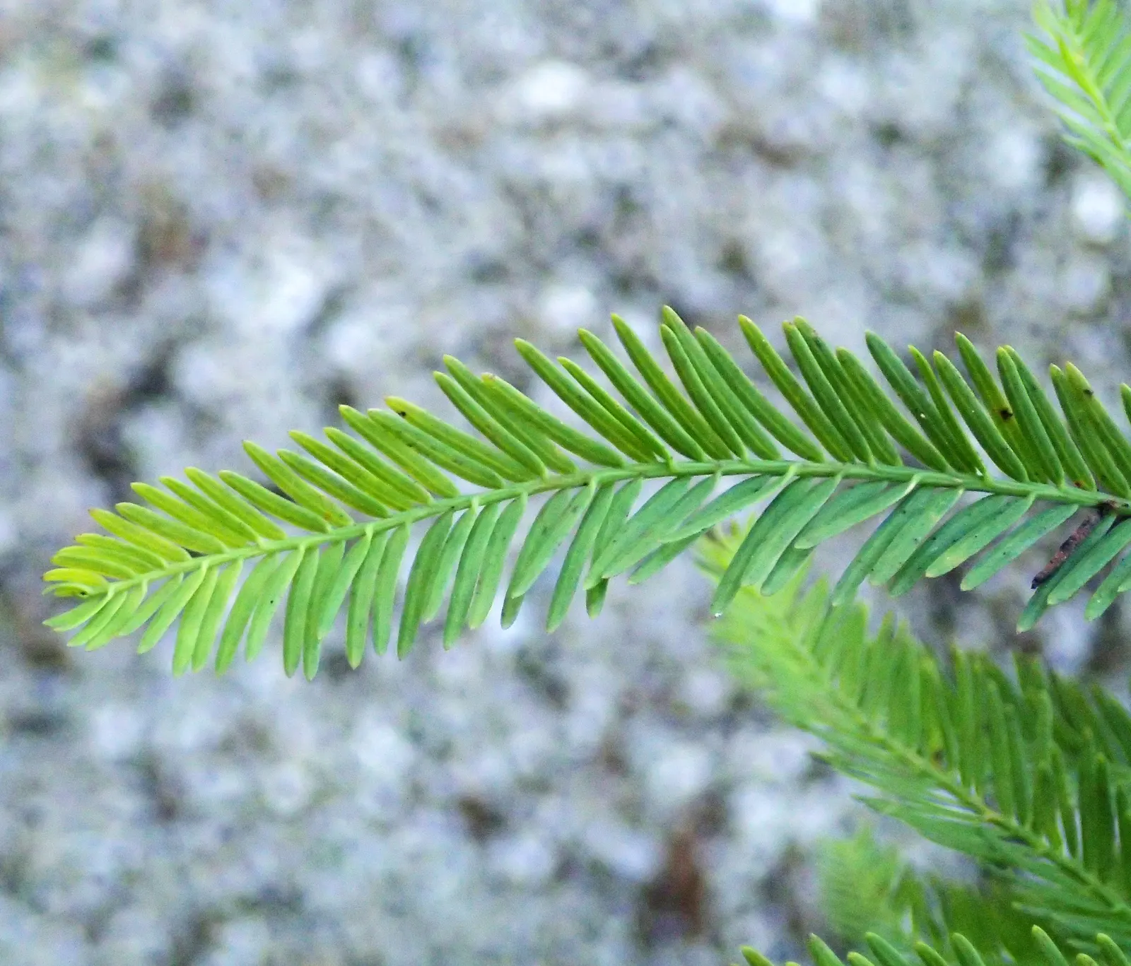 Bald Cypress (Taxodium Distichum) — it enjoys full sun and provides excellent habitat value
