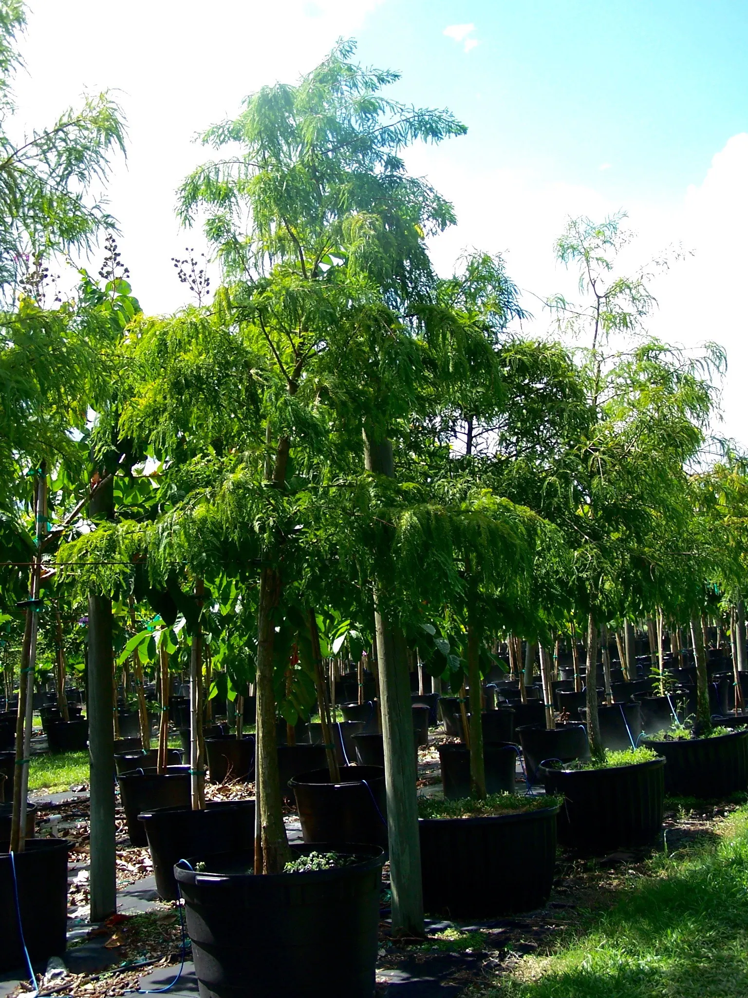 Bald Cypress (Taxodium Distichum) — reaching heights of 50-70 feet with a spread of 20-30 feet; the Bald Cypress stands tall with a straight trunk, image 97