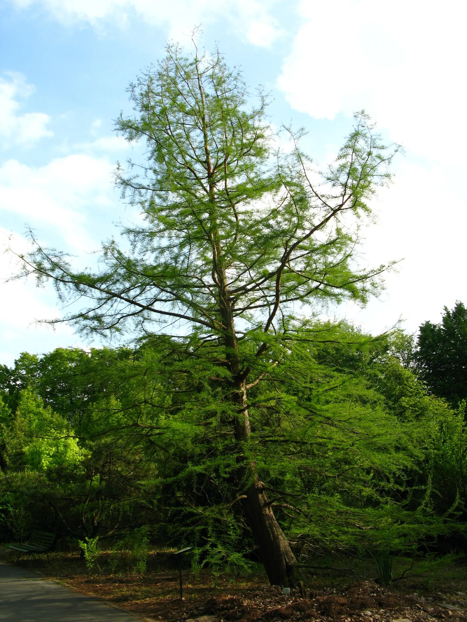 Bald Cypress (Taxodium Distichum) — the Bald Cypress stands tall with a straight trunk and a conical shape that becomes more dome-like with age; with an