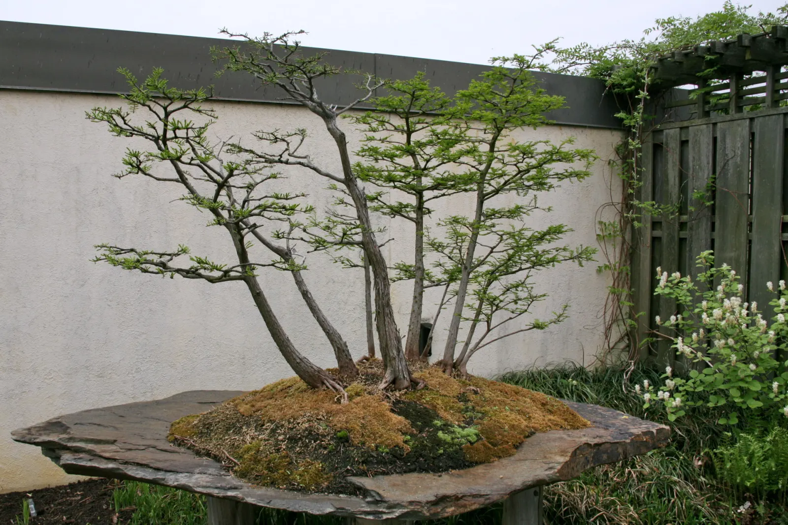 Bald Cypress (Taxodium Distichum) — and unique knobby root outgrowths called "knees." Low maintenance and adaptable; from dry and sandy to wet and, image 62