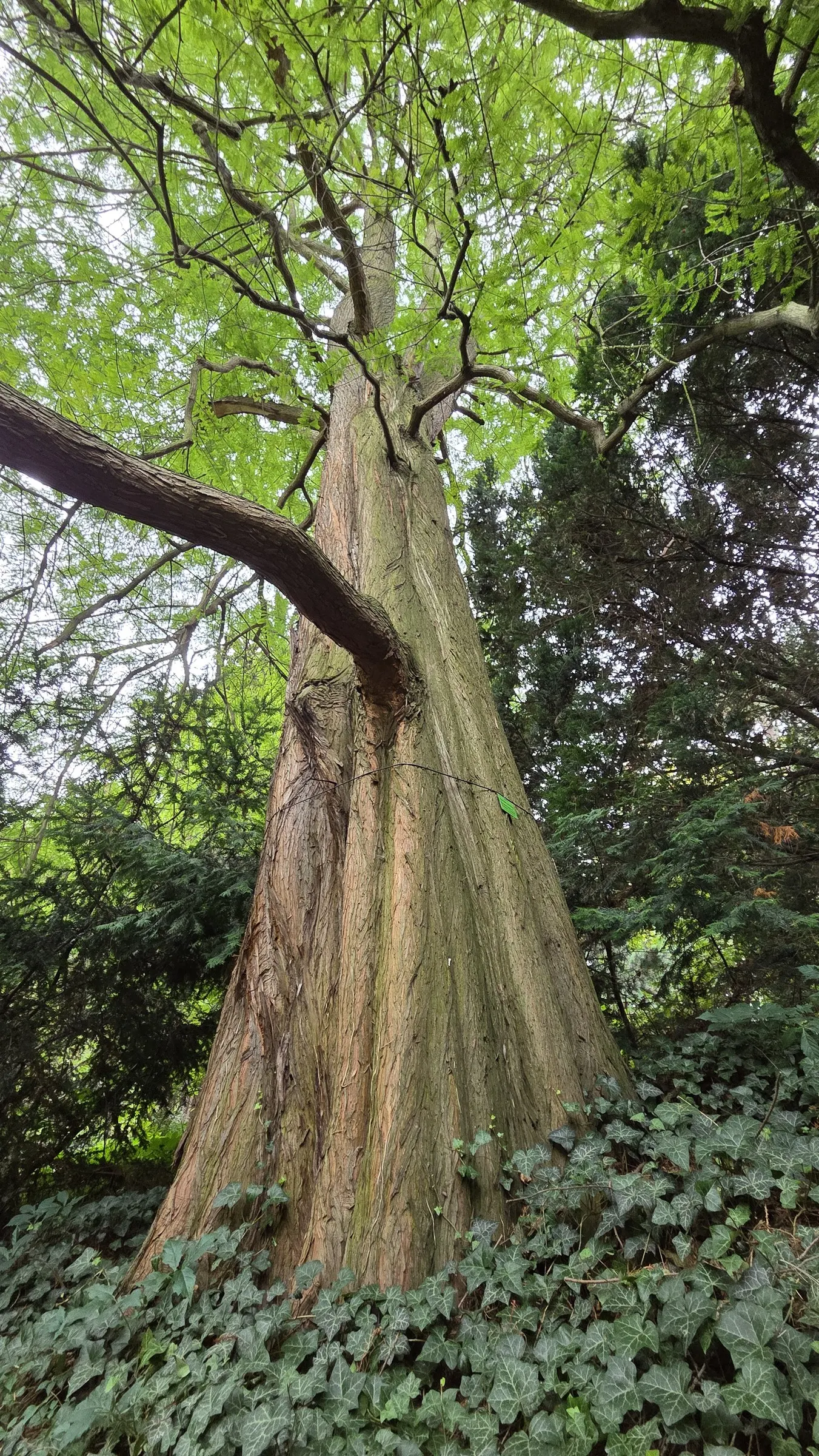 Bald Cypress (Taxodium Distichum) — conifer / tree for full