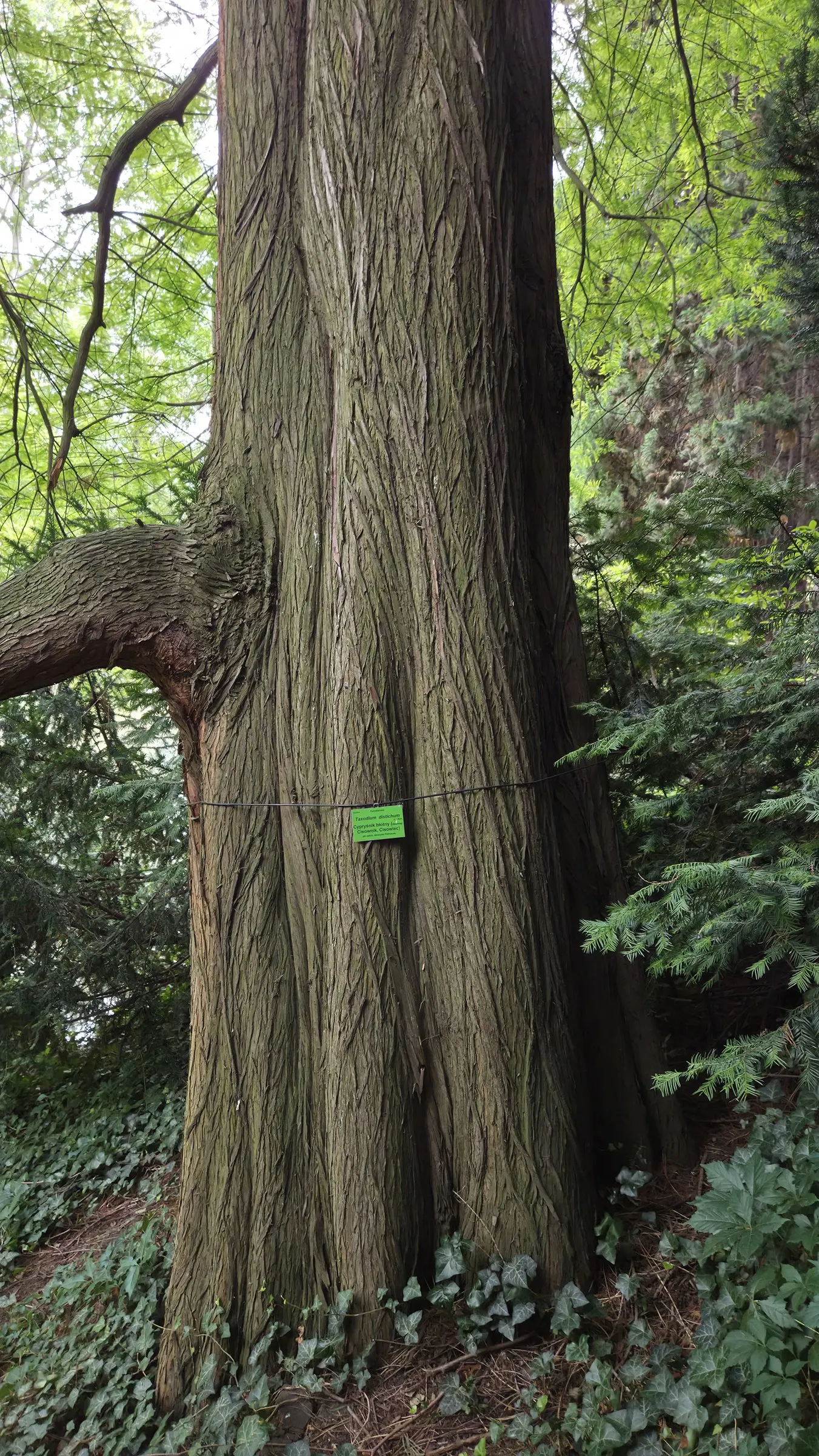 Bald Cypress (Taxodium Distichum) — It is known for its pyramidal shape; the Bald Cypress makes a long-lasting, image 60