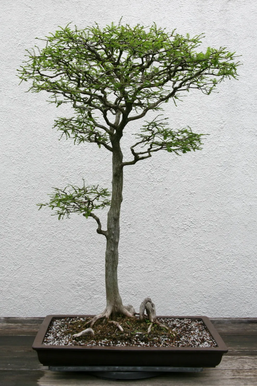 Bald Cypress (Taxodium Distichum) — It is known for its pyramidal shape; the Bald Cypress makes a long-lasting