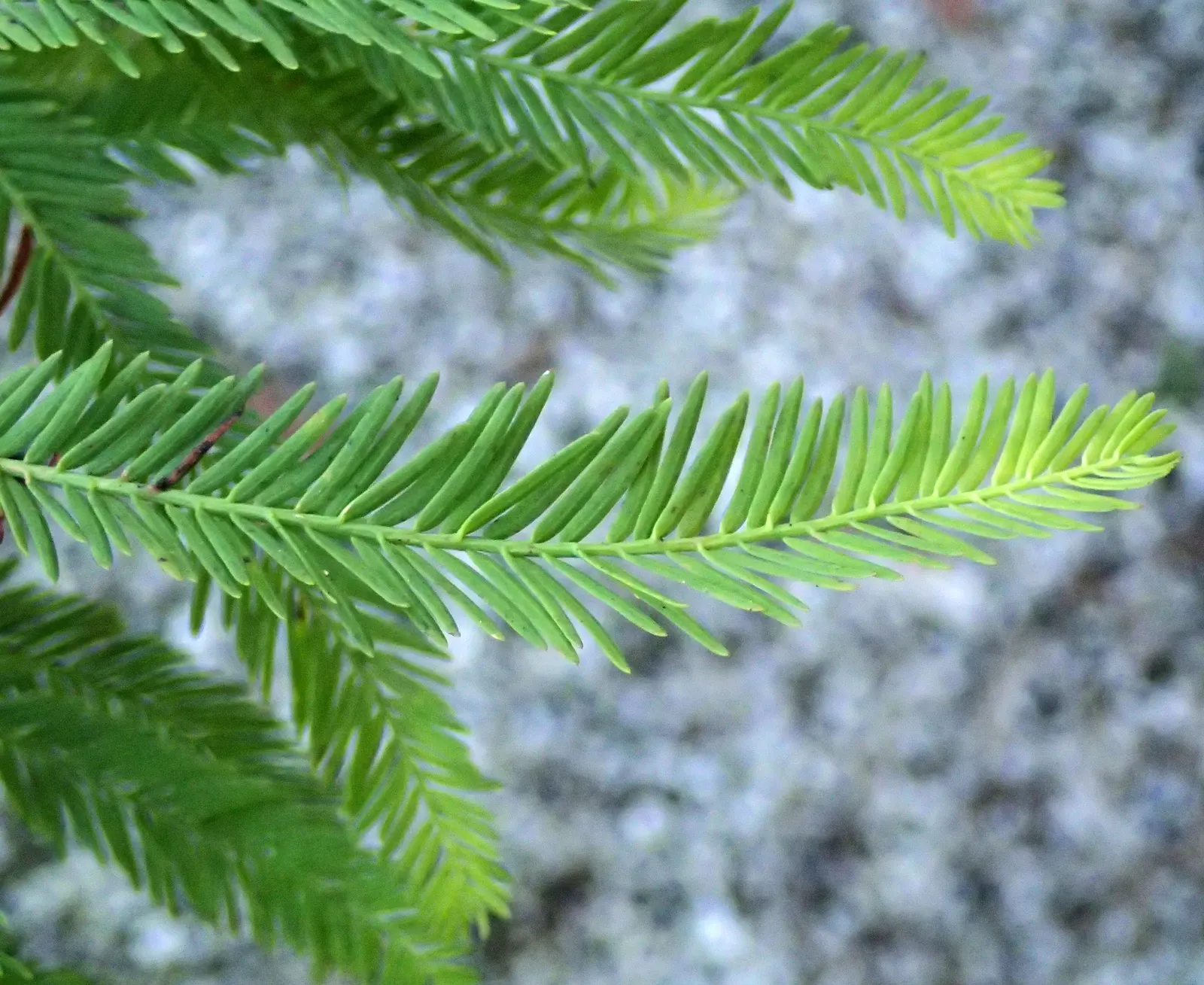 Bald Cypress (Taxodium Distichum) — making it an exceptional choice for clients seeking a versatile tree
