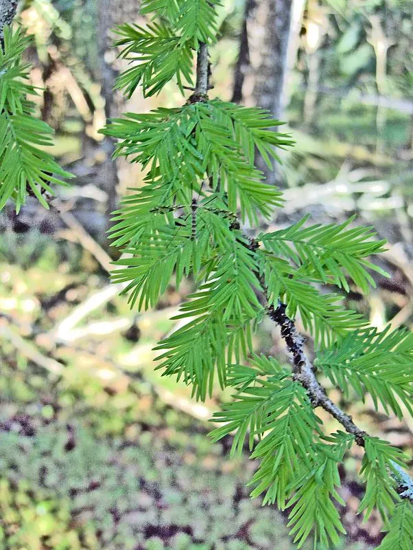 Bald Cypress (Taxodium Distichum) — renowned for its distinct growth habits and enviable adaptability; it is known for its pyramidal shape, image 47