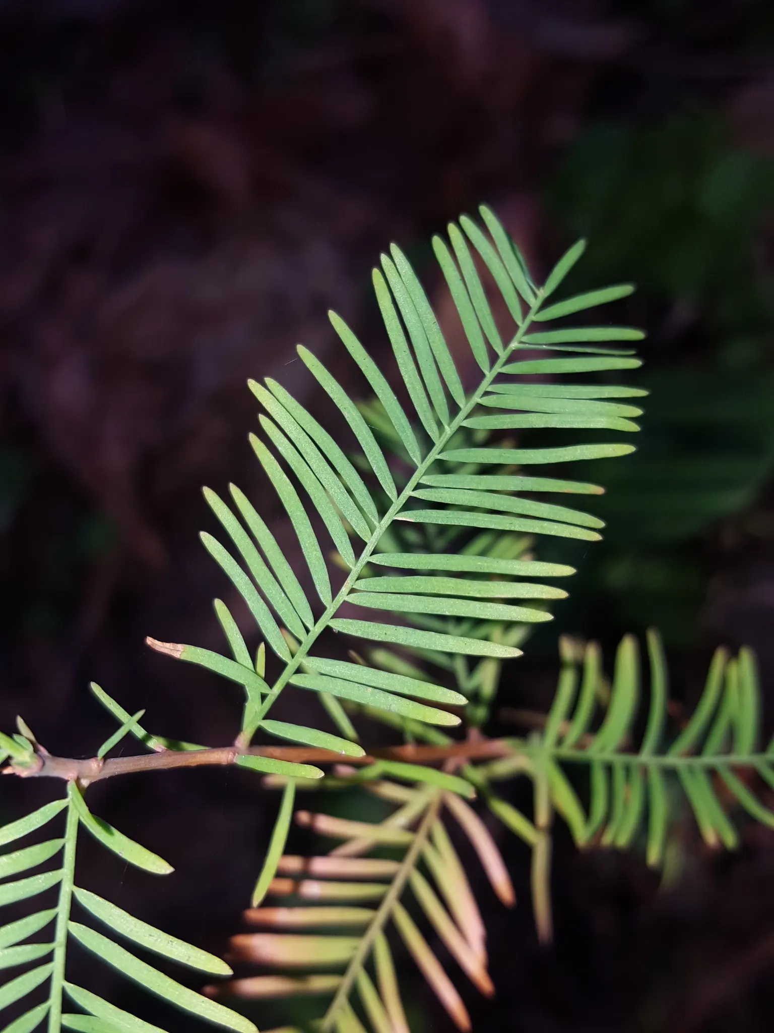 Bald Cypress (Taxodium Distichum) — With an average growth rate of 12 to 24 inches per year; reaching heights of 50-70 feet with a spread of 20-30, image 93