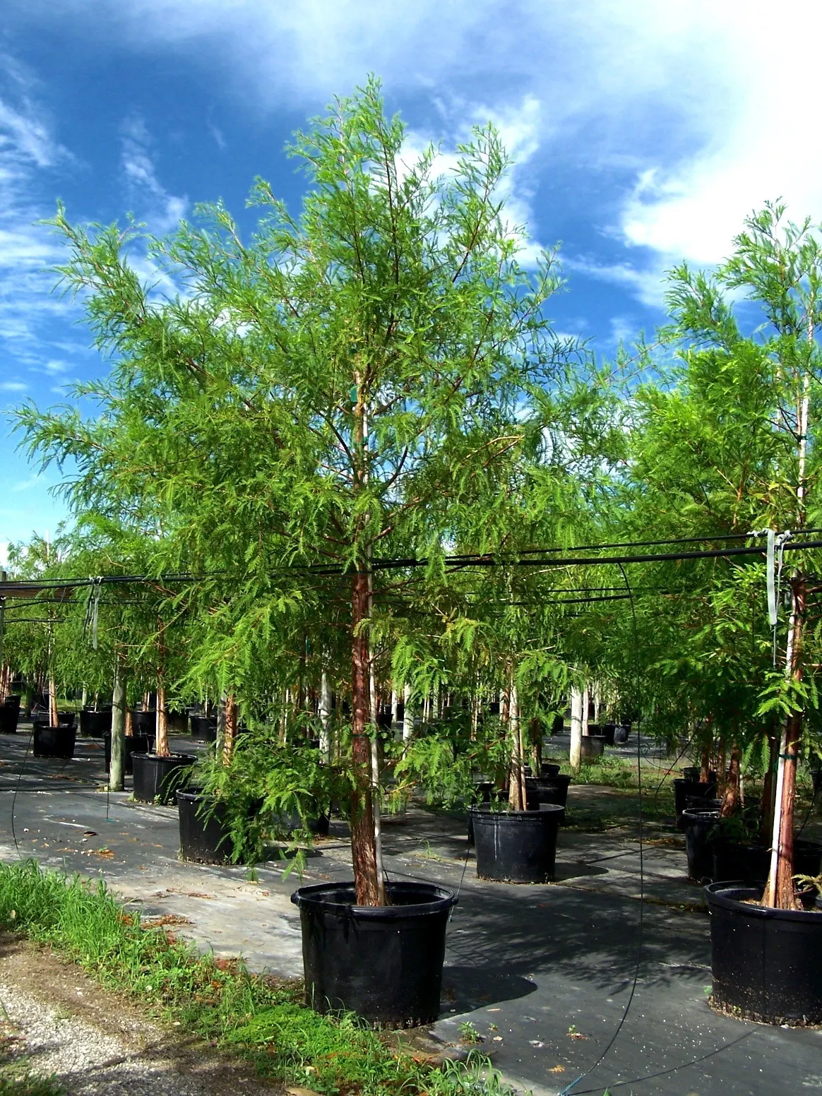 Bald Cypress (Taxodium Distichum) — It is known for its pyramidal shape