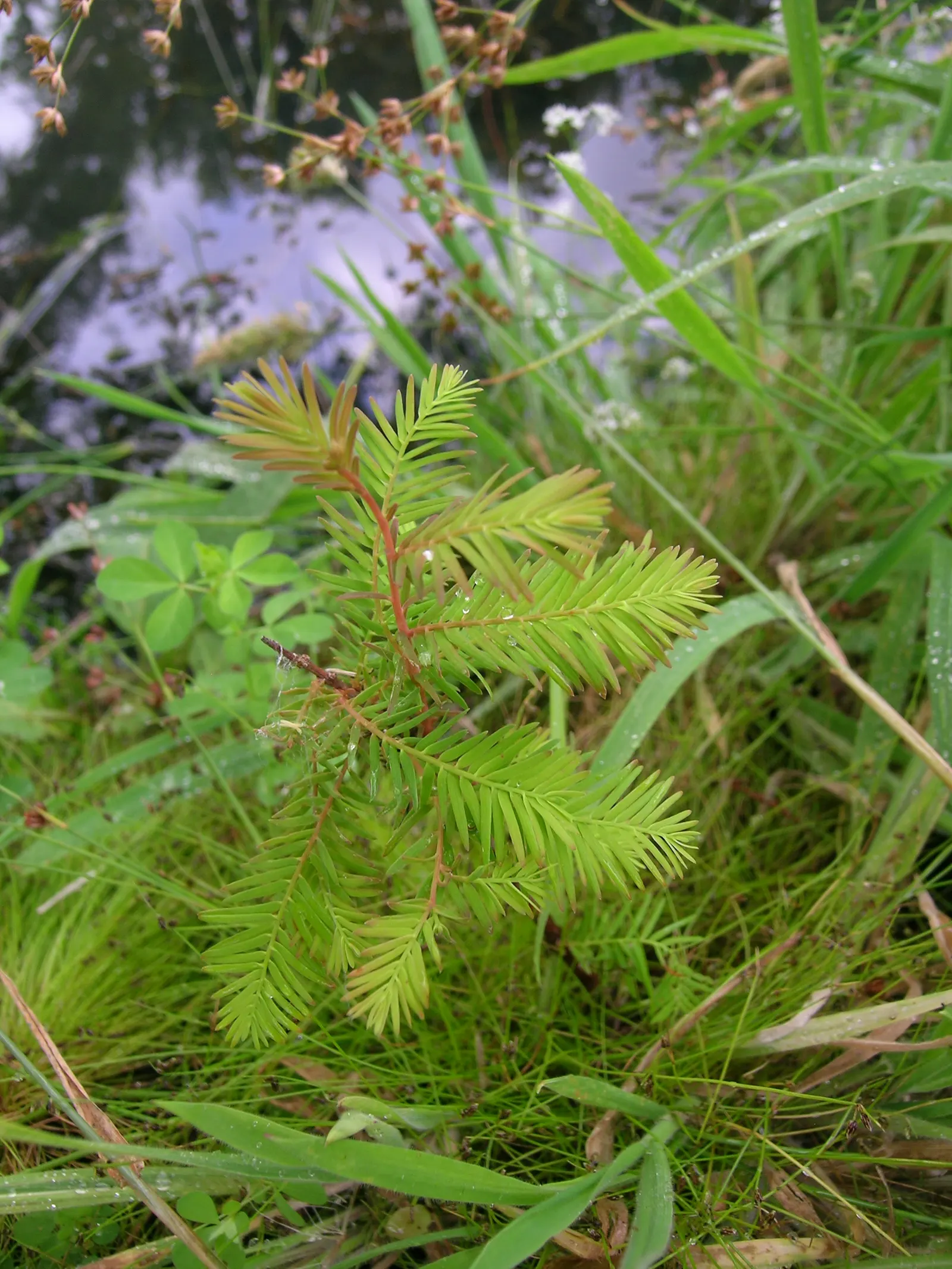 Bald Cypress (Taxodium Distichum) — renowned for its distinct growth habits and enviable adaptability; it is known for its pyramidal shape