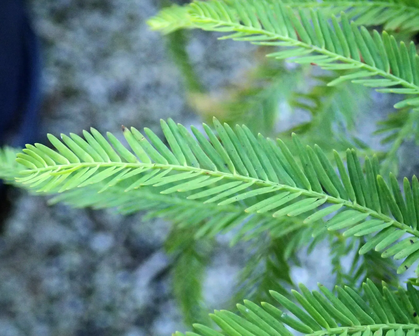 Bald Cypress (Taxodium Distichum) — renowned for its distinct growth habits and enviable adaptability
