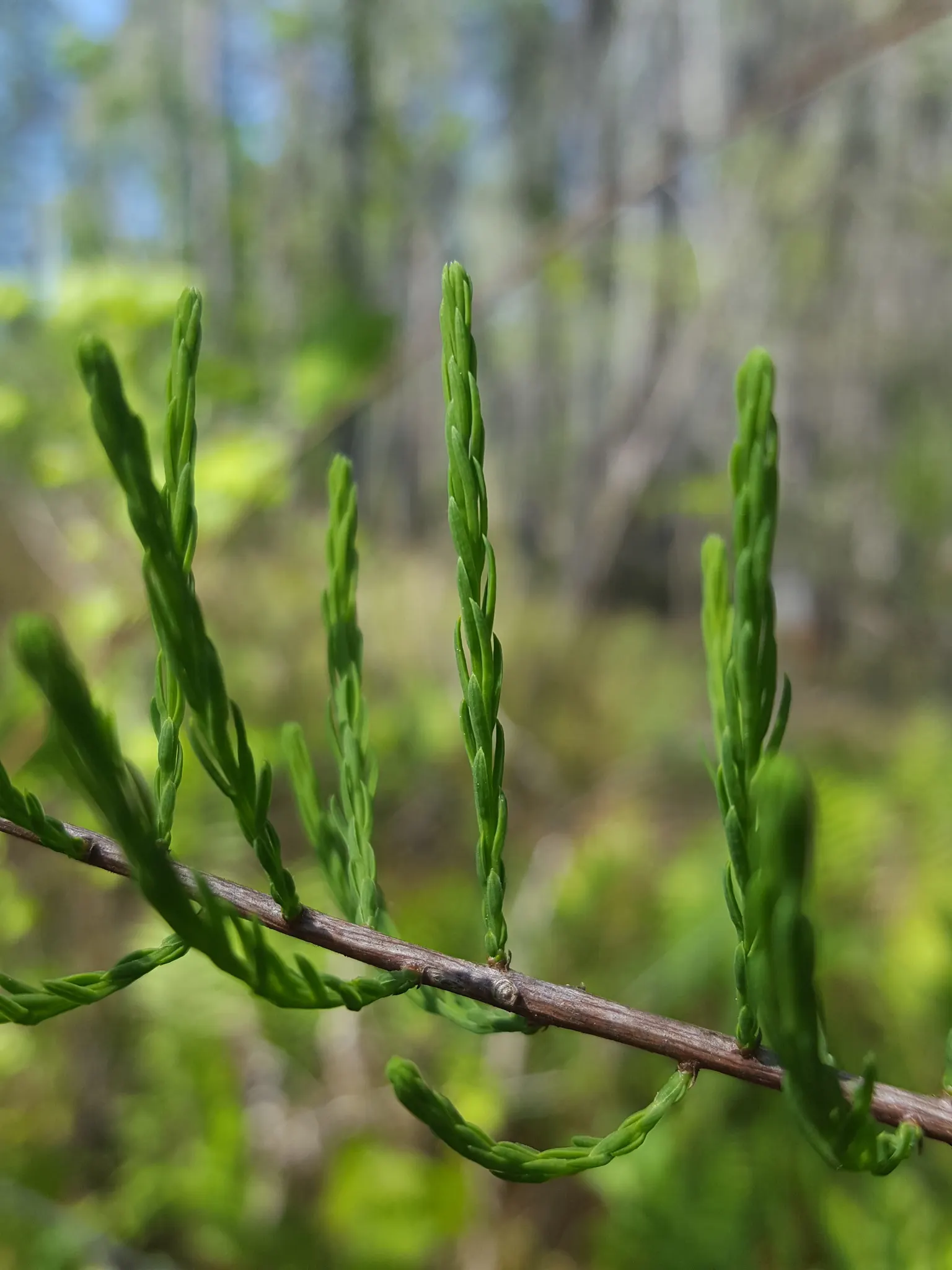 Bald Cypress (Taxodium Distichum) — It is known for its pyramidal shape; the Bald Cypress makes a long-lasting, image 98