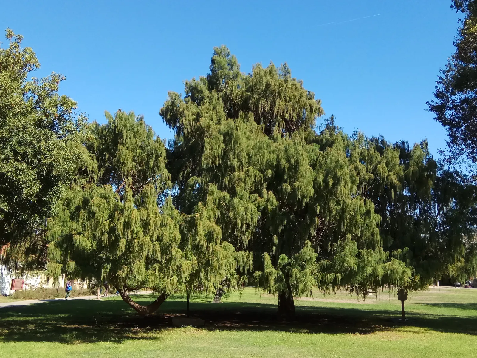 Bald Cypress (Taxodium Distichum) — is a stately deciduous conifer thriving in wet conditions; feathery green needles turning russet in fall