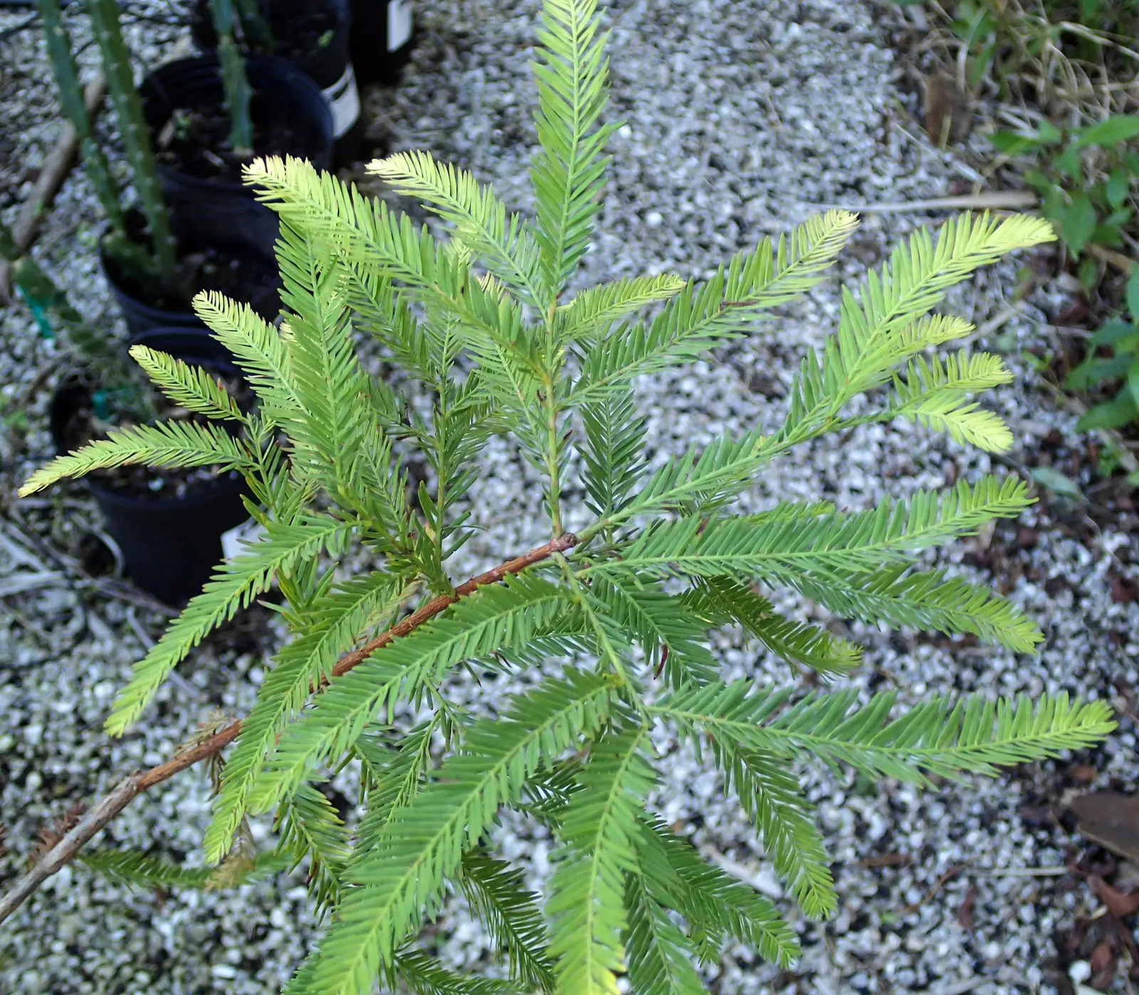Bald Cypress (Taxodium Distichum) — reaching heights of 50-70 feet with a spread of 20-30 feet; the Bald Cypress stands tall with a straight trunk, image 59